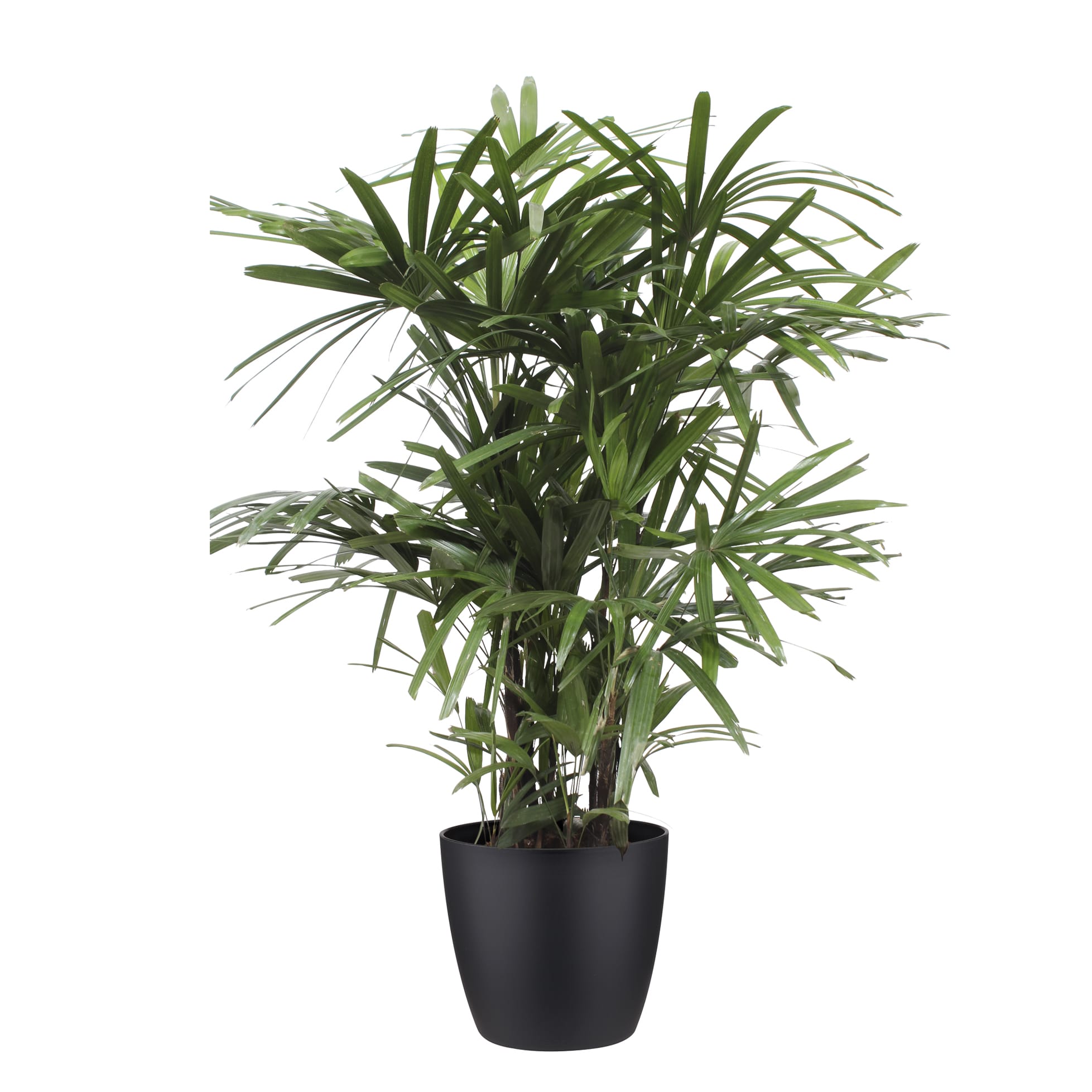 Rhapis Excelsa met Elho Brussels Round pot Black ↑ 110 cm ⌀ 27 cm