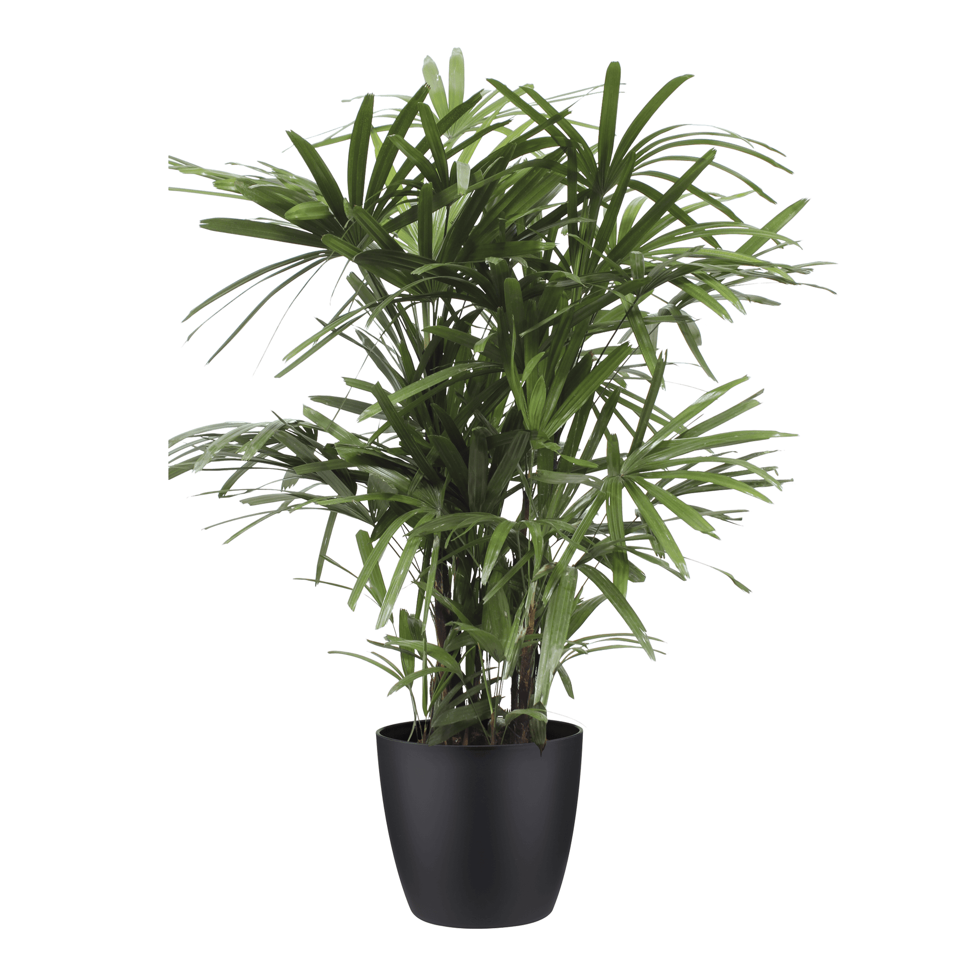 Rhapis Excelsa met Elho Brussels Round pot Black ↑ 110 cm ⌀ 27 cm - Afbeelding 3