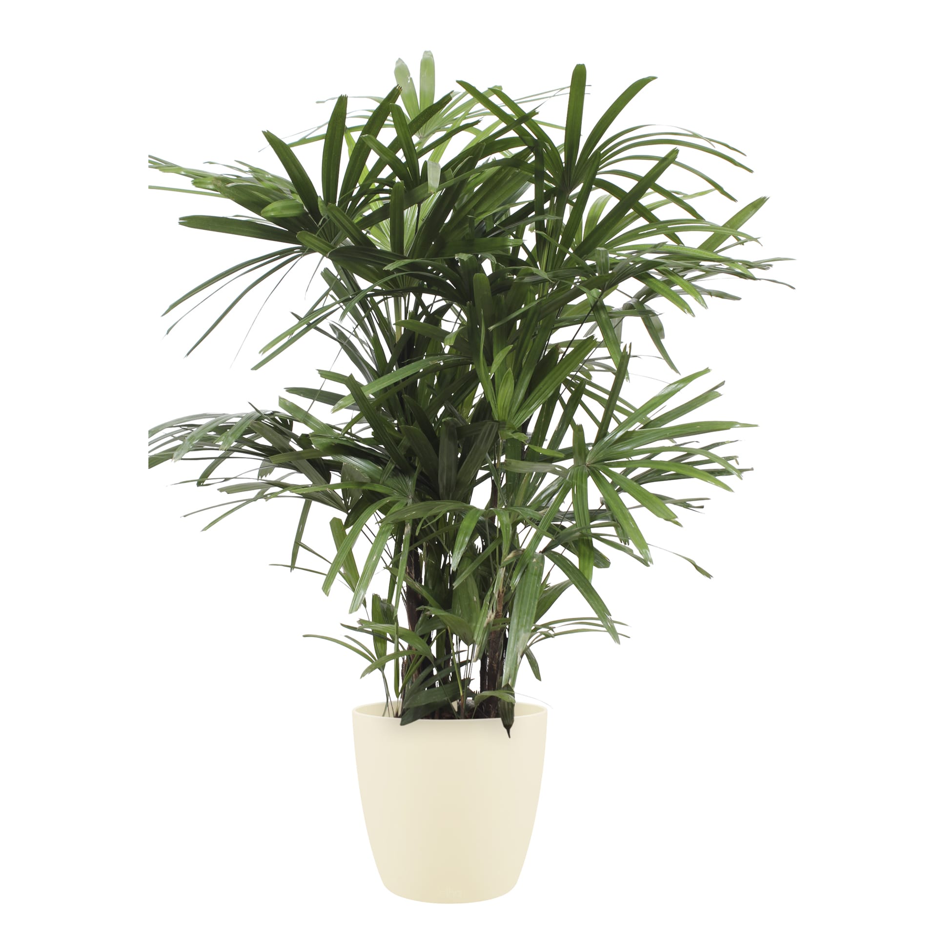 Rhapis Excelsa met Elho Brussels Round pot Soap ↑ 110 cm ⌀ 27 cm