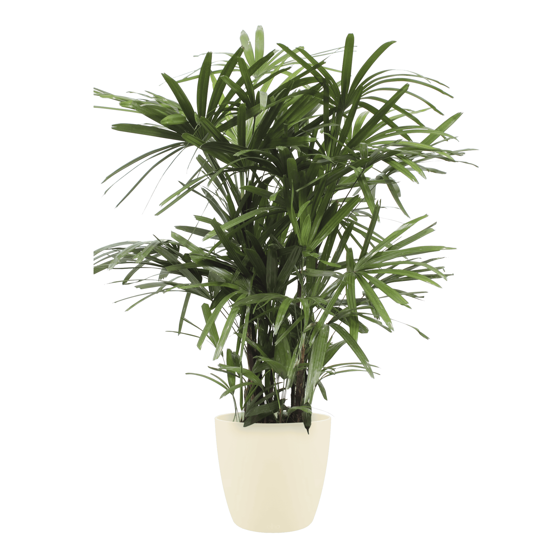 Rhapis Excelsa met Elho Brussels Round pot Soap ↑ 110 cm ⌀ 27 cm - Afbeelding 3