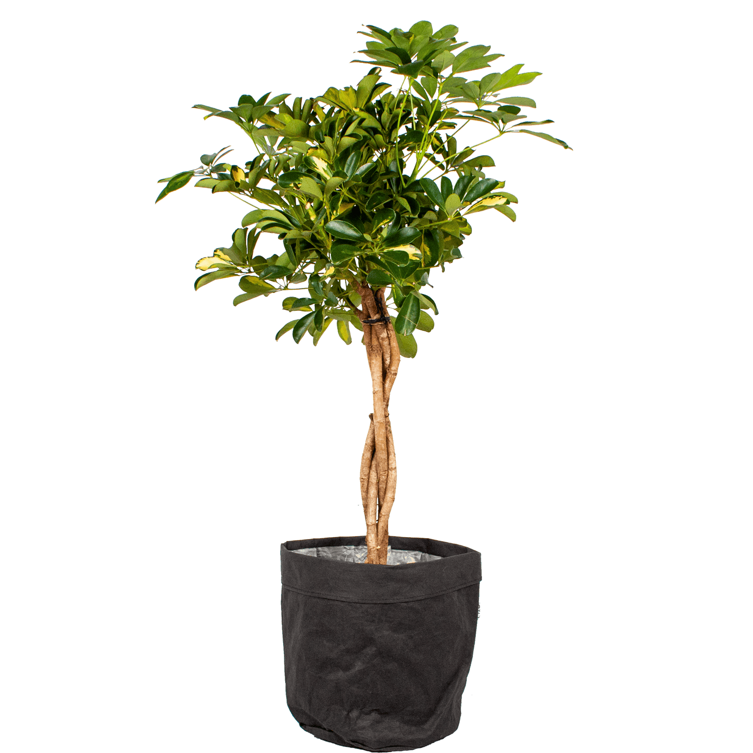 Schefflera Arboricola Gold Capella ↑ 100 cm ⌀ 30 cm - Afbeelding 3