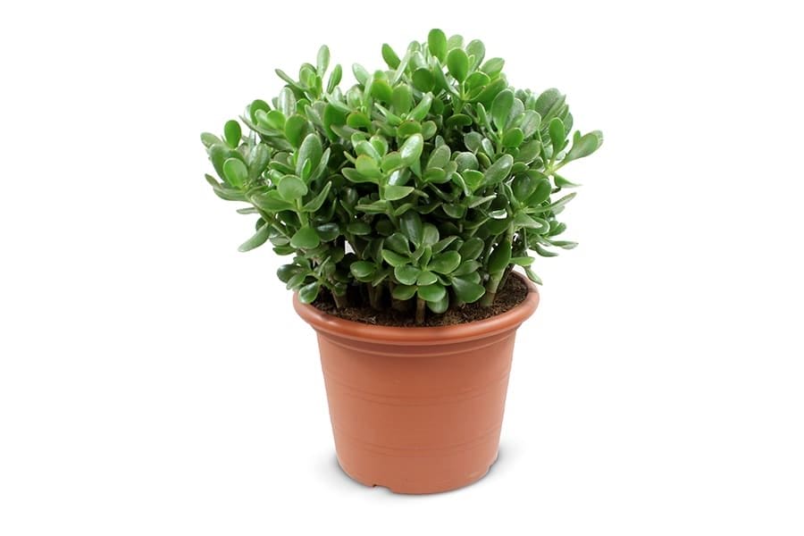 Crassula Ovata (Jadeplant) ↑ 50 cm ⌀ 30 cm