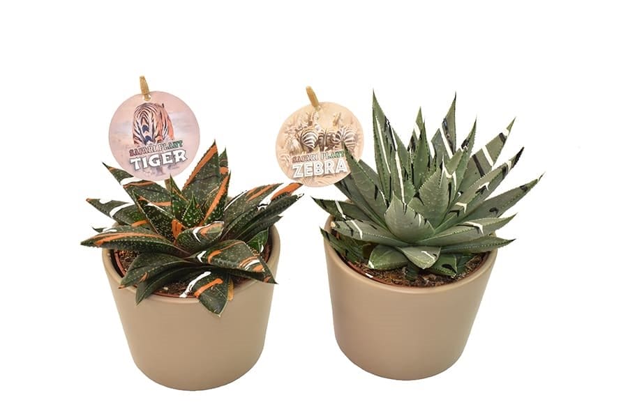 Duo Safari Plant in Lina keramiek ↑ 14 cm ⌀ 11 cm