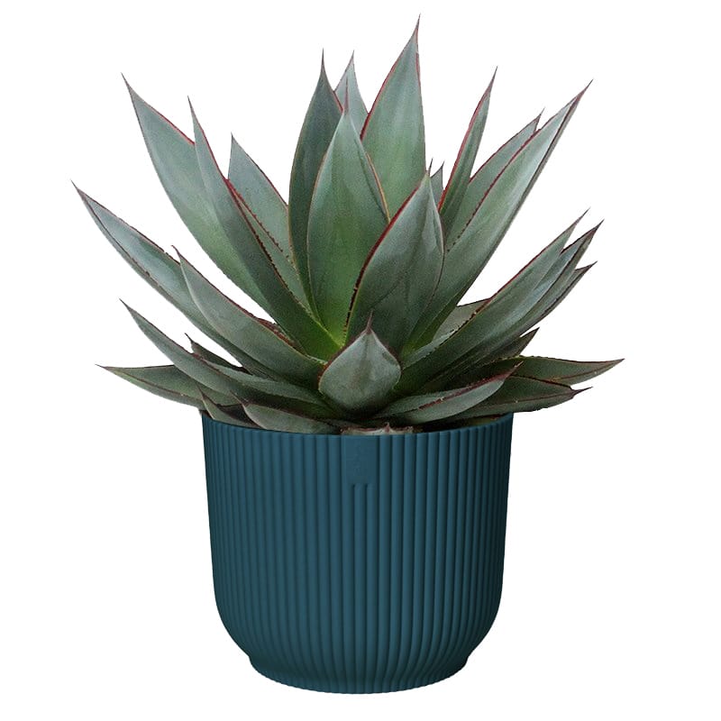 Agava ‘Shaka Zulu’ in Elho Vibes Fold Rond (diepblauw) ↑ 20 cm ⌀ 15 cm