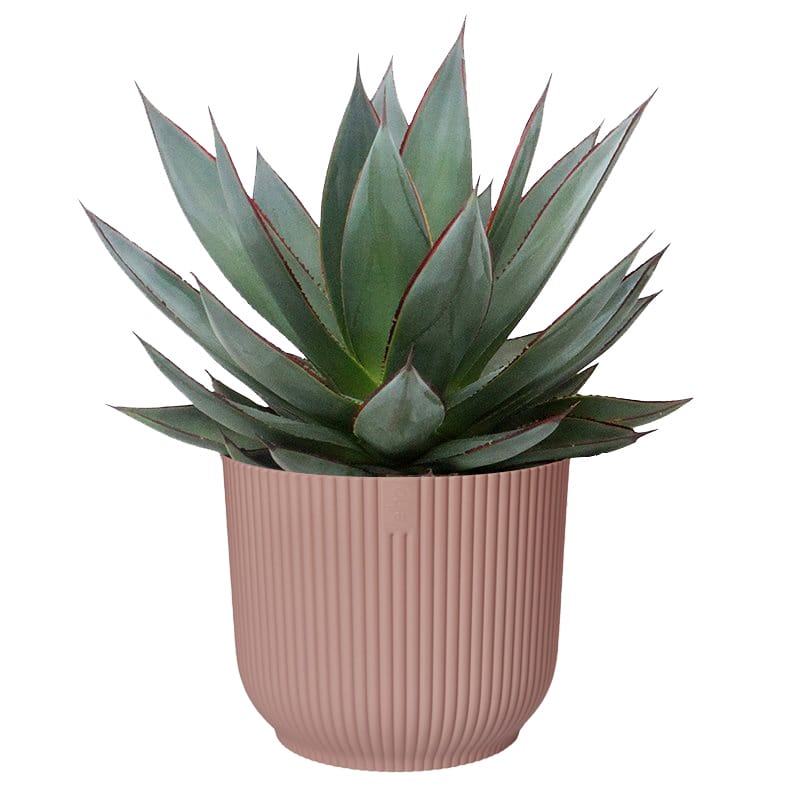 Agava ‘Shaka Zulu’ in Elho Vibes Fold Rond (delicaat roze) ↑ 20 cm ⌀ 15 cm