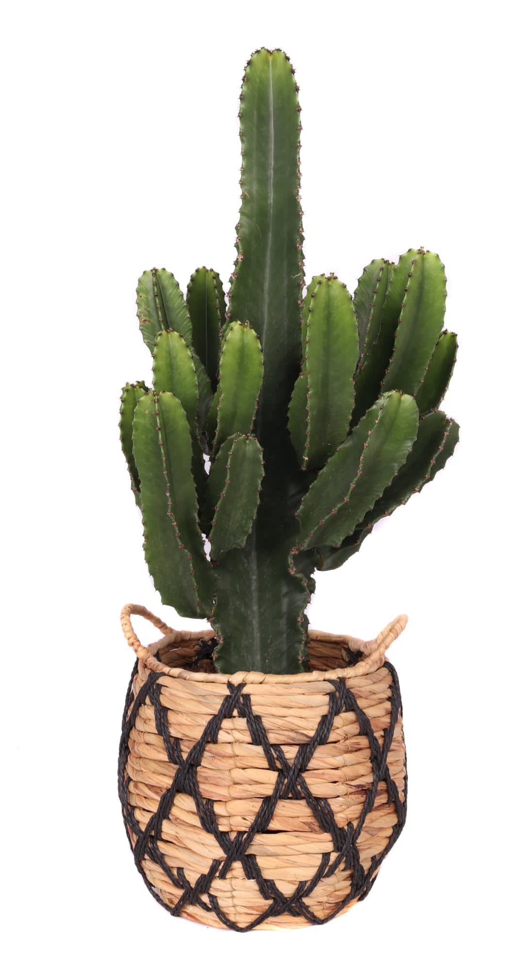Euphorbia in Soembawa mand (zwart accent) ↑ 70 cm ⌀ 30 cm