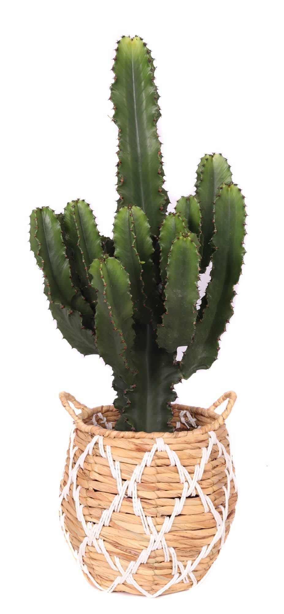 Euphorbia in Soembawa mand (wit accent) ↑ 70 cm ⌀ 30 cm