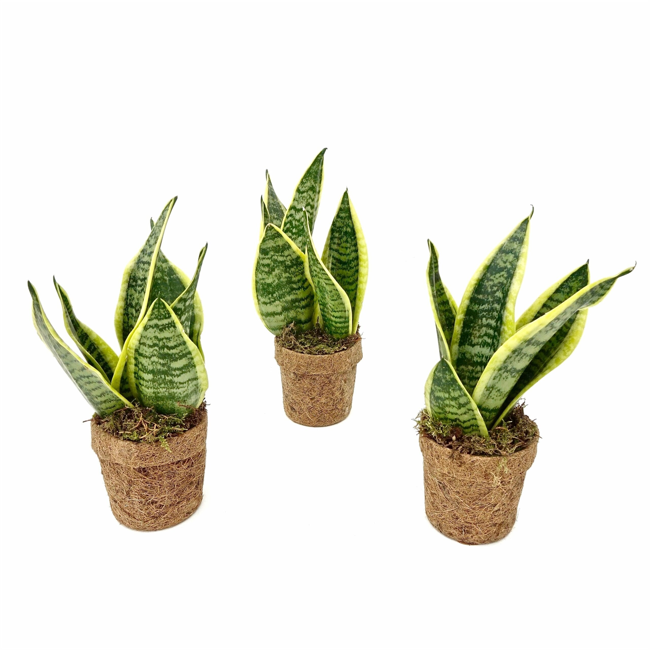 Kokodama Trio Sansevieria Yellow ↑ 30 cm ⌀ 12 cm