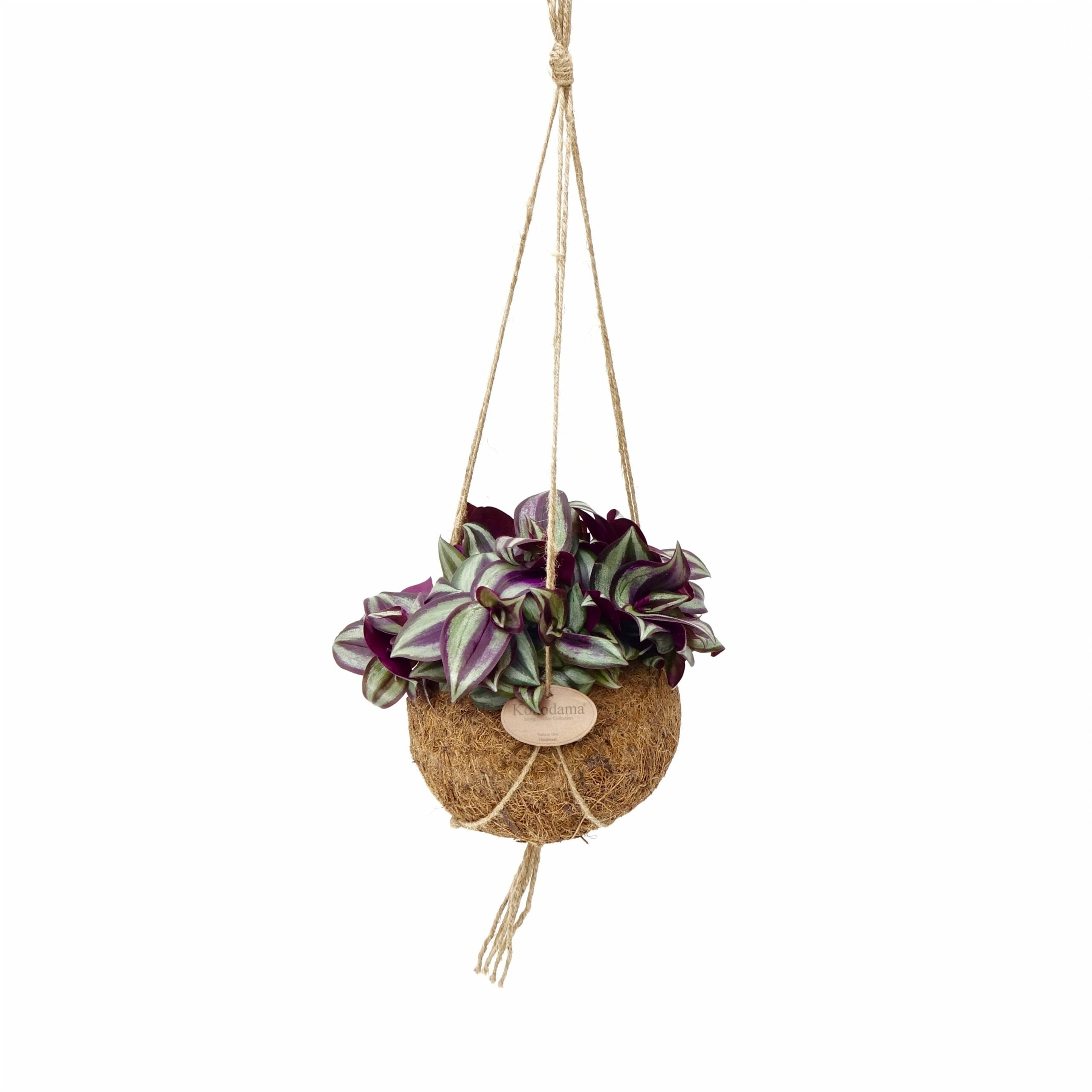 Kokodama Tradescantia Zebrina ↑ 20 cm ⌀ 15 cm