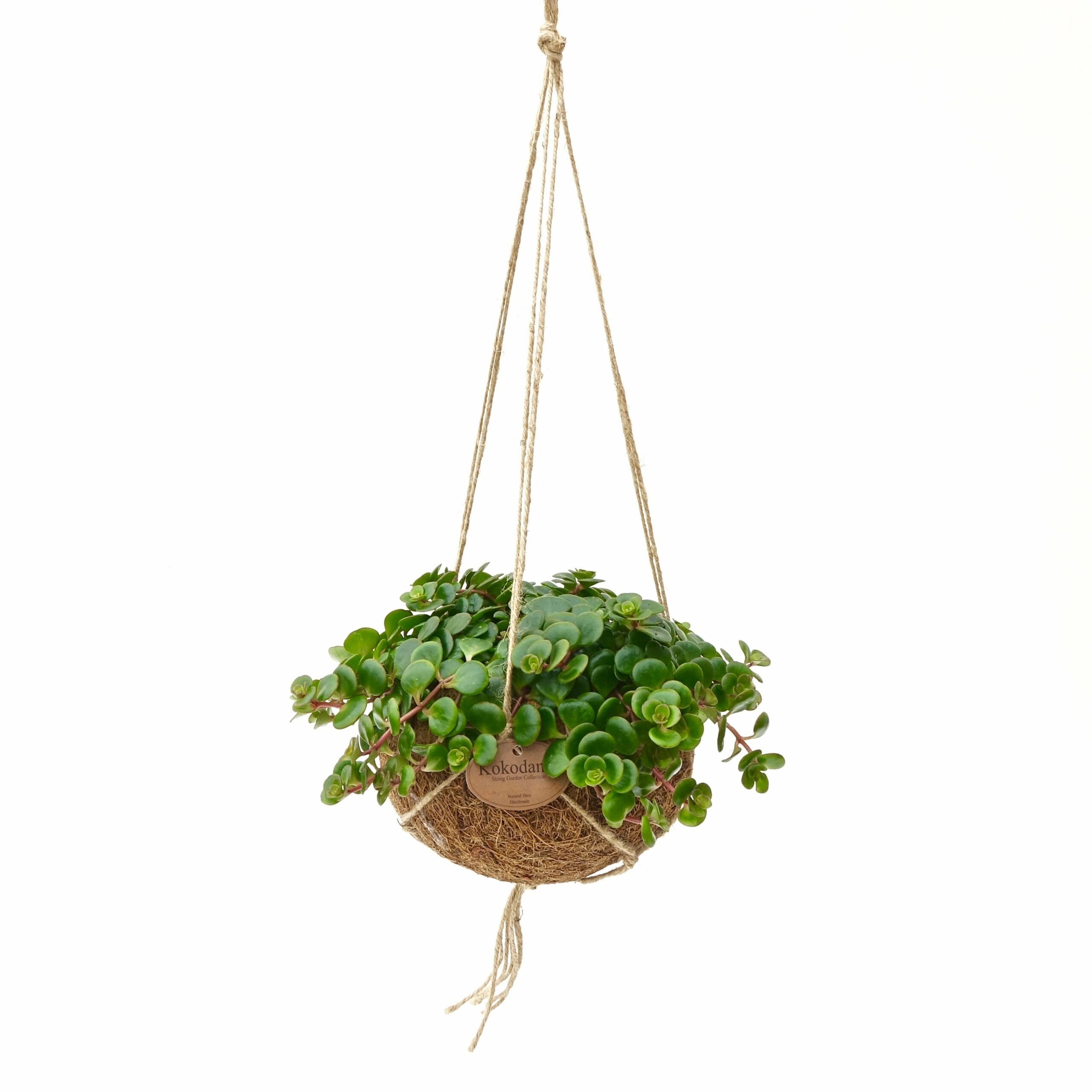 Kokodama Sedum Tornado ↑ 20 cm ⌀ 15 cm