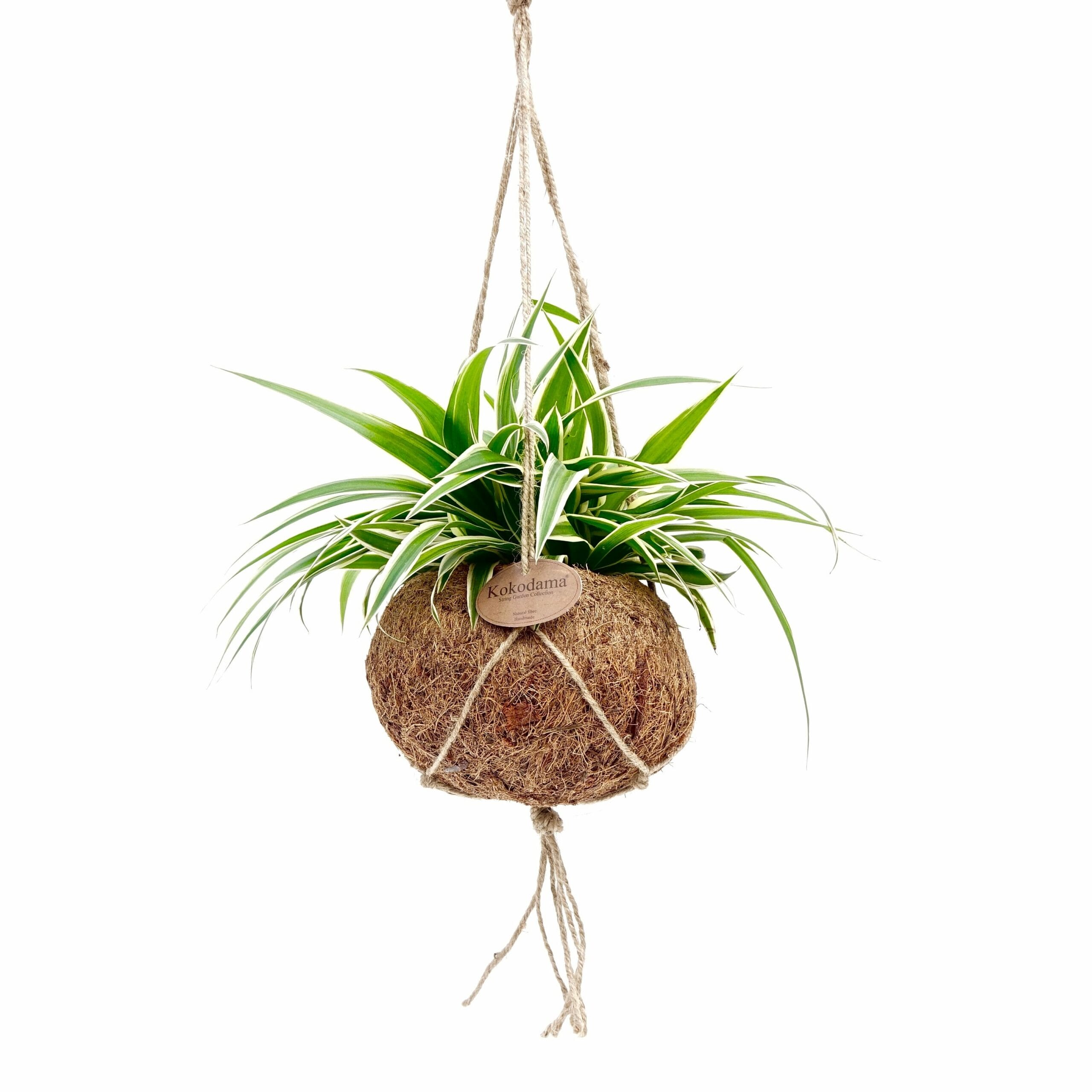 Kokodama Chlorophytum ↑ 20 cm ⌀ 15 cm