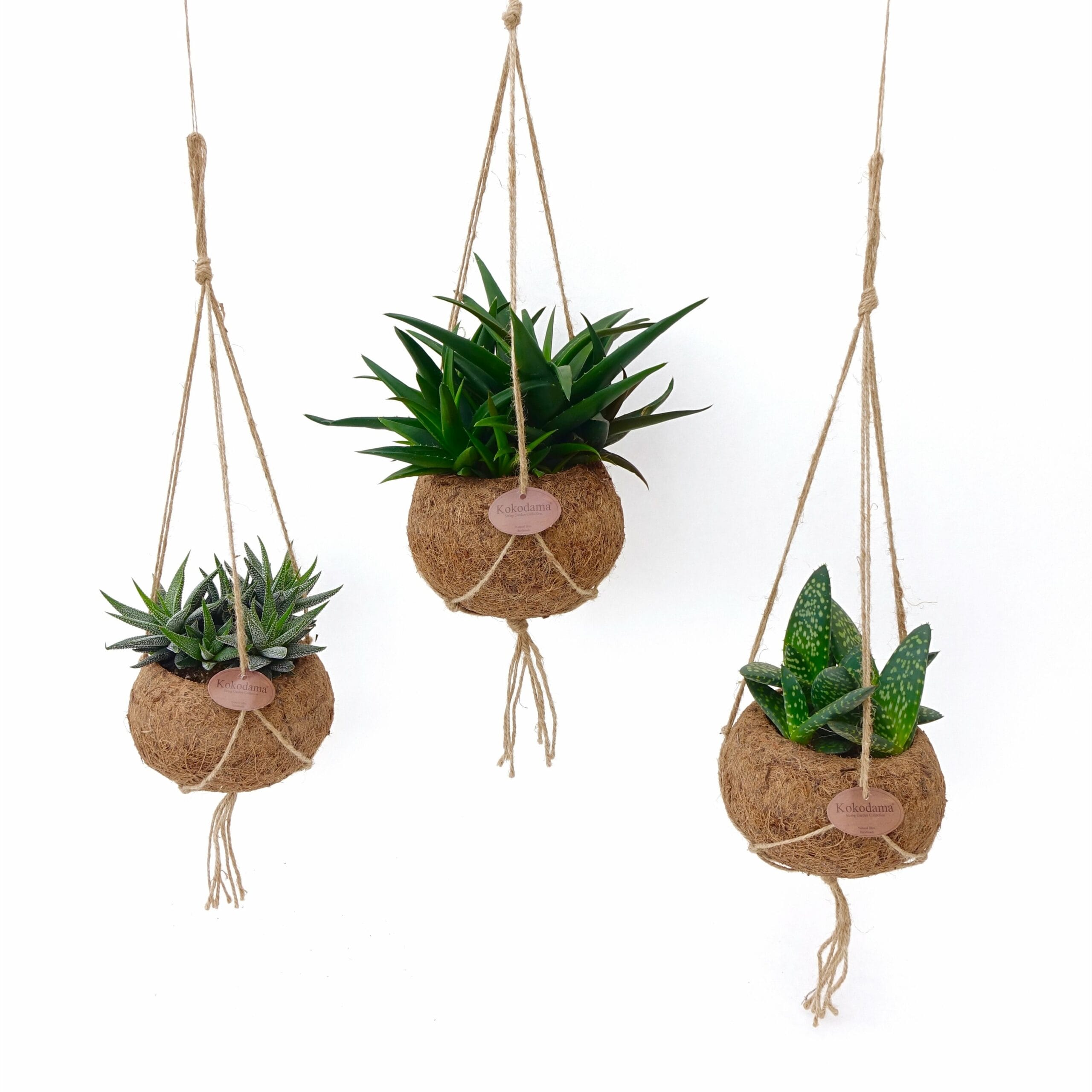 Kokodama Aloë Mix ↑ 20 cm ⌀ 15 cm