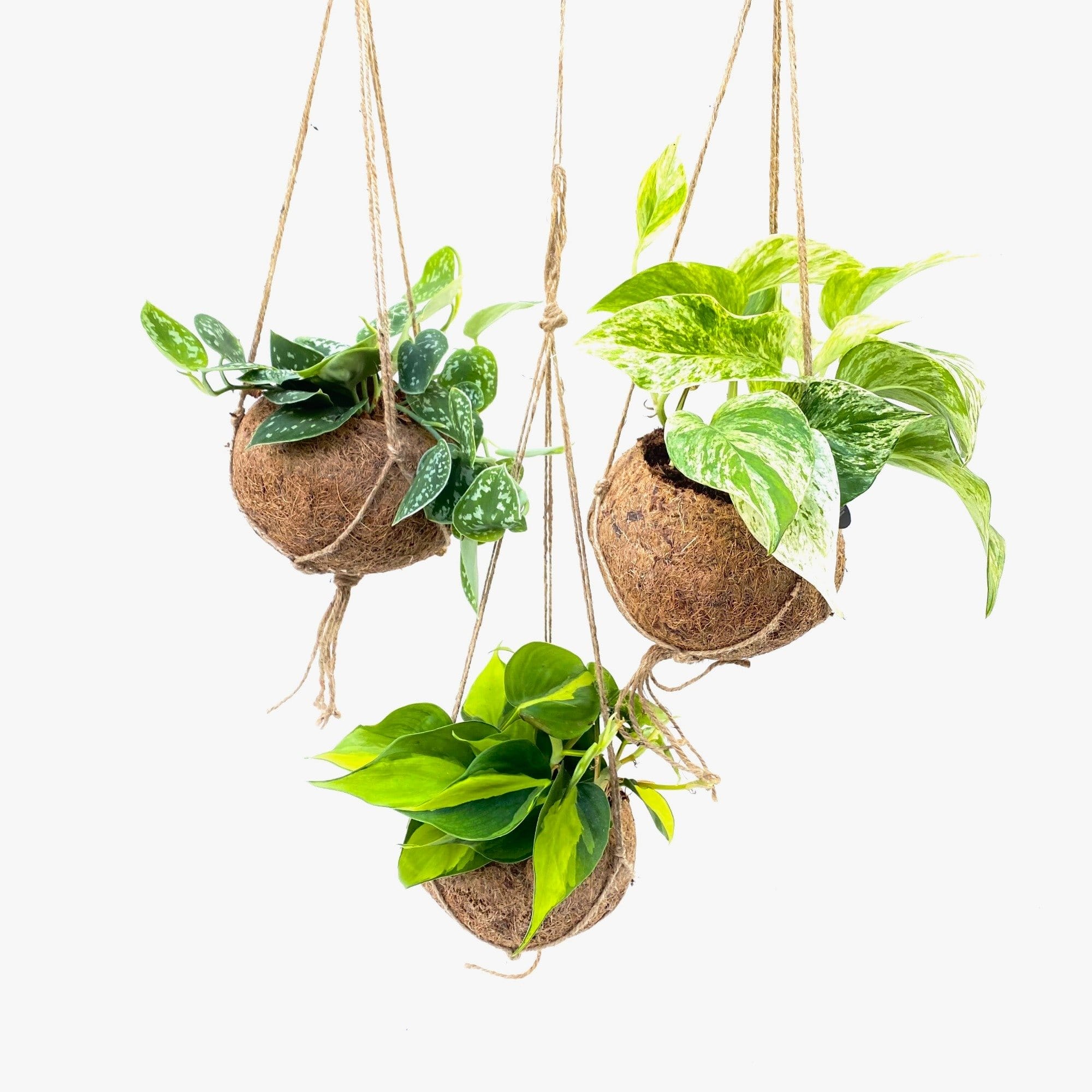 Kokodama Scindapsus Mix ↑ 20 cm ⌀ 15 cm