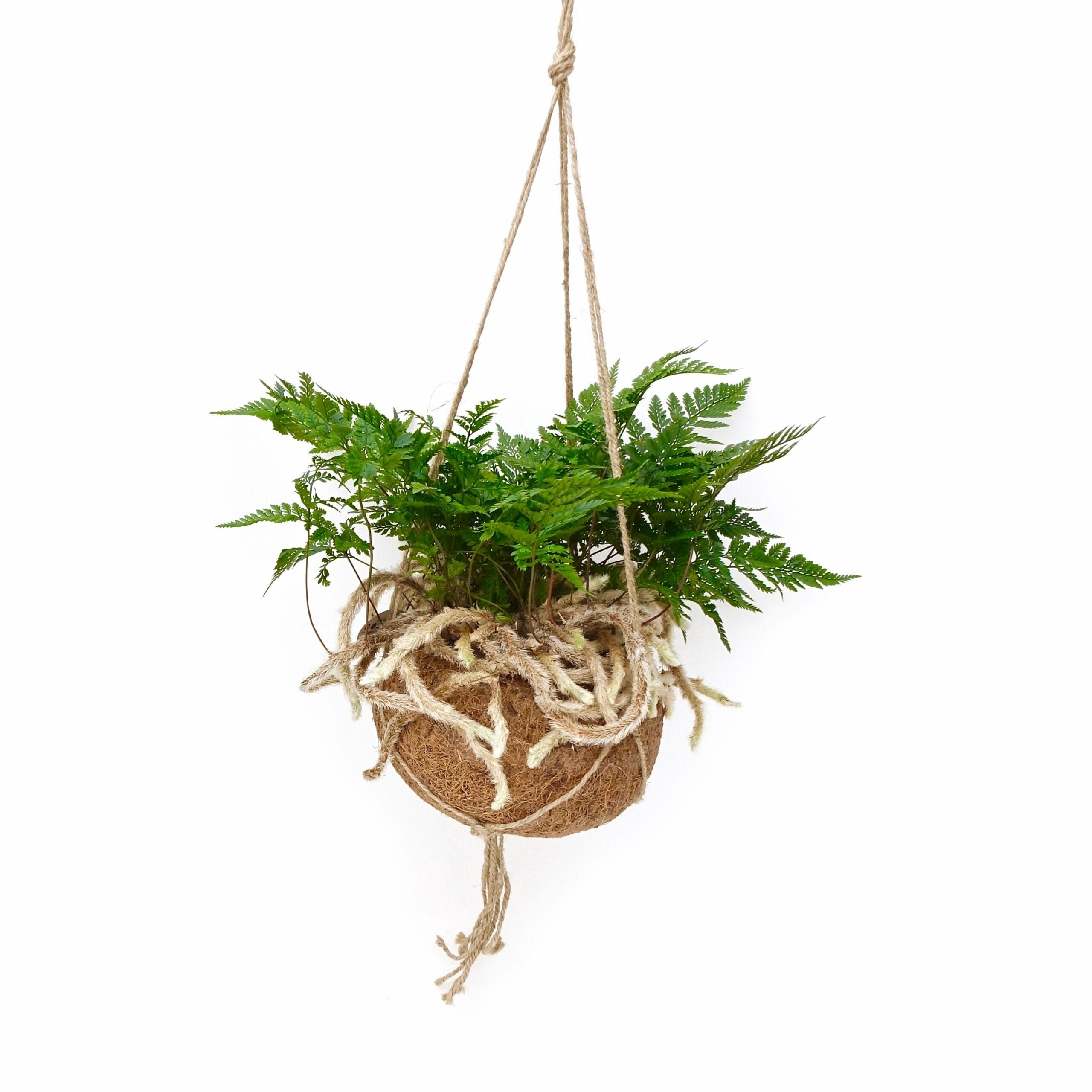 Kokodama Humata ↑ 30 cm ⌀ 17 cm