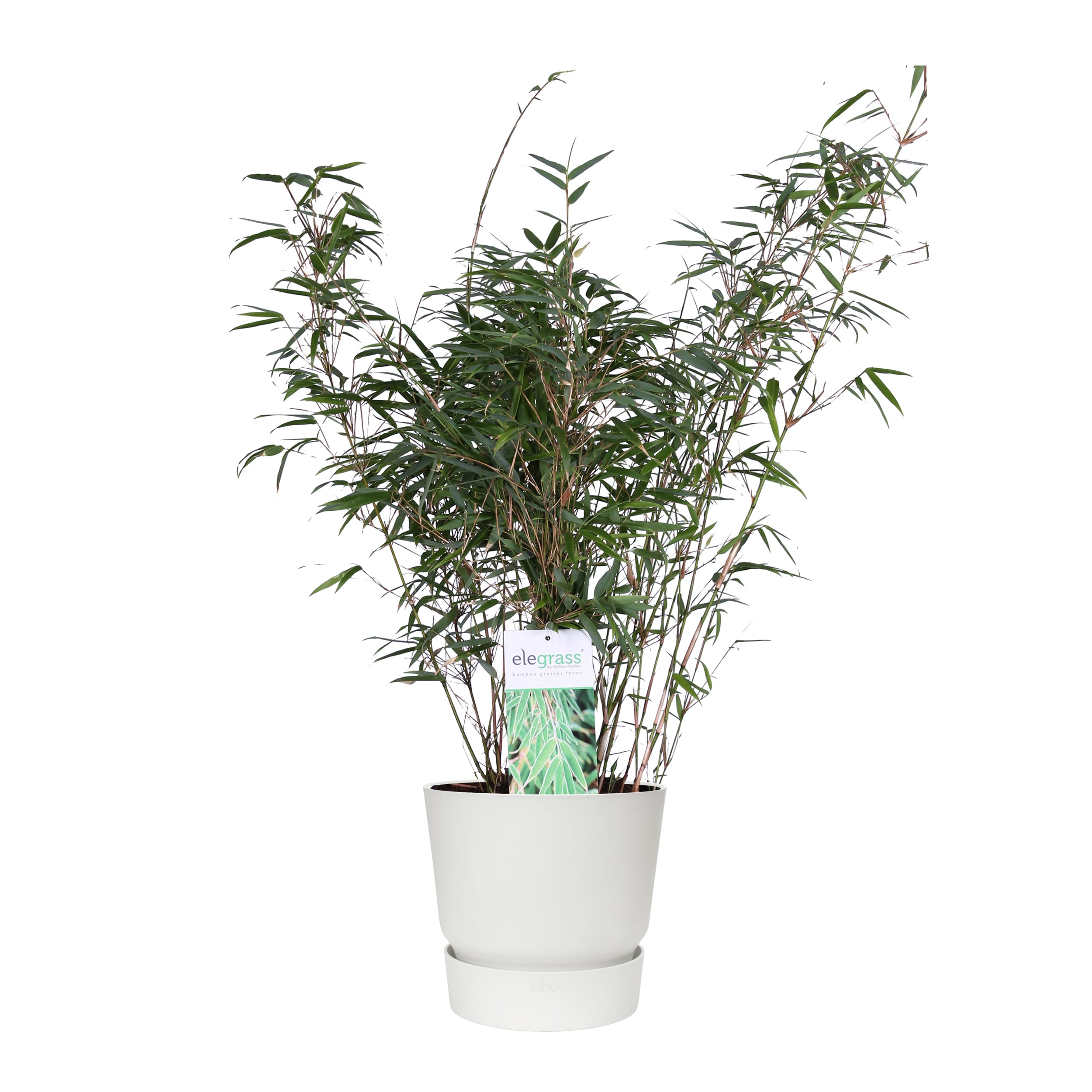 ‘Fargesia Rufa’ (Bamboe) in Elho outdoor sierpot (wit) ↑ 80 cm ⌀ 23 cm