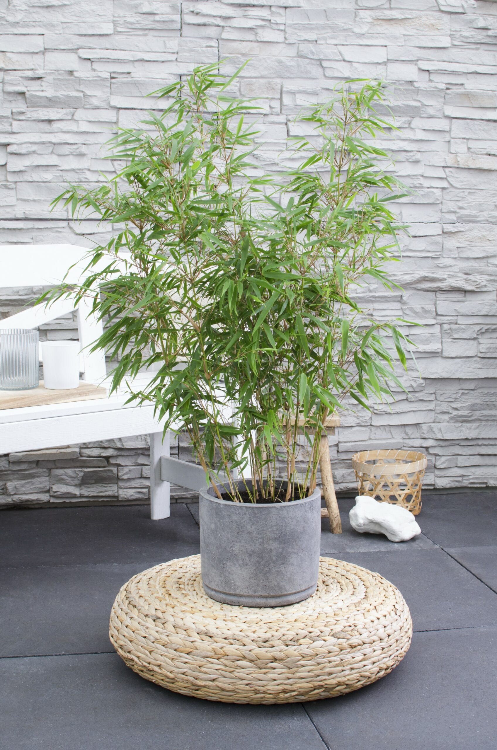 ‘Fargesia Rufa’ (Bamboe) in Elho outdoor sierpot (wit) ↑ 80 cm ⌀ 23 cm - Afbeelding 5