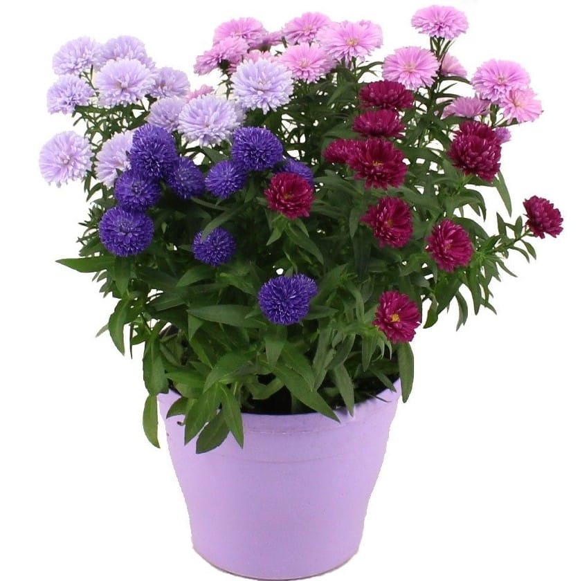 Aster Showmaker Carnaval Quattro ↑ 35 cm ⌀ 19 cm