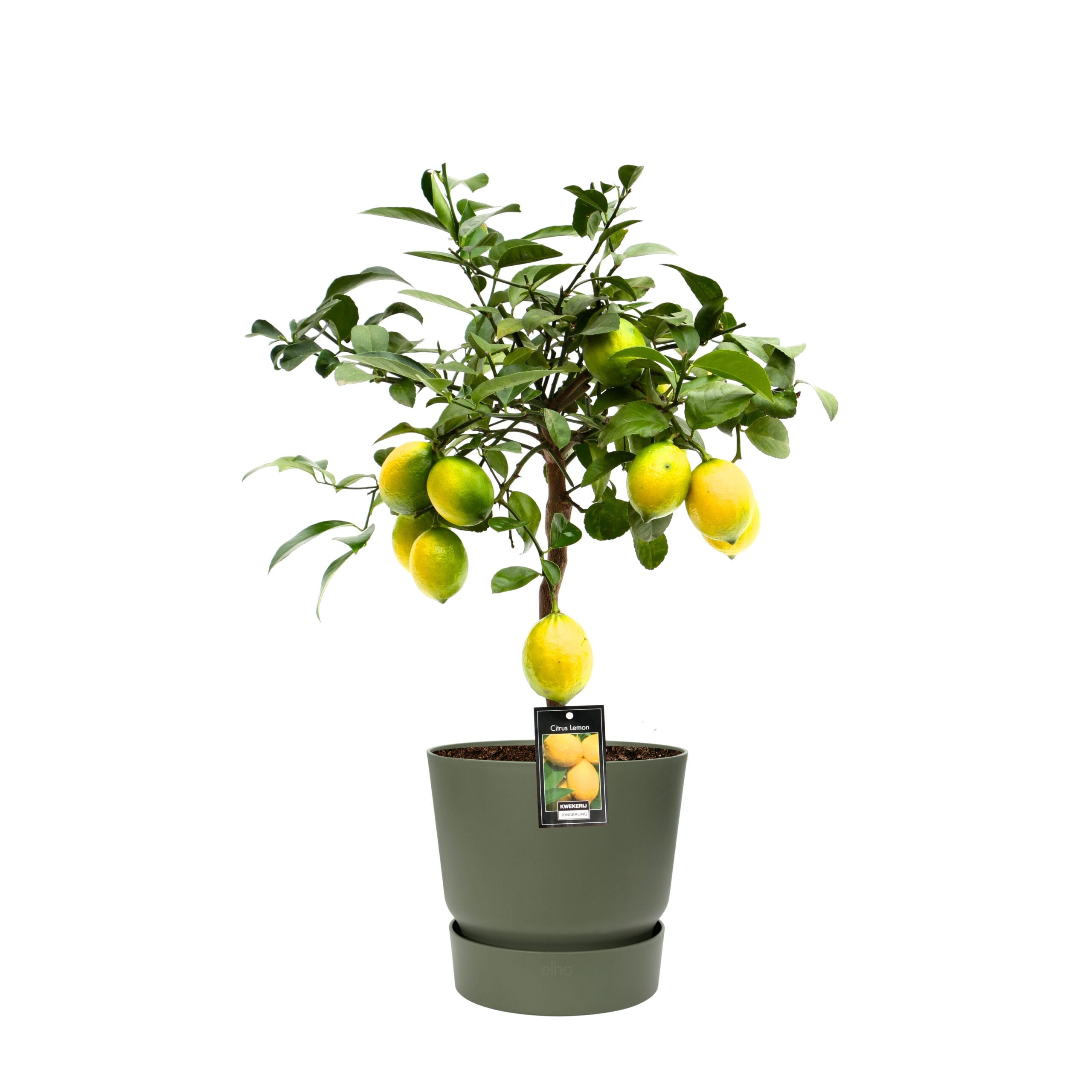 Citrus Meyer in Elho outdoor sierpot Rond (groen) ↑ 80 cm ⌀ 25 cm