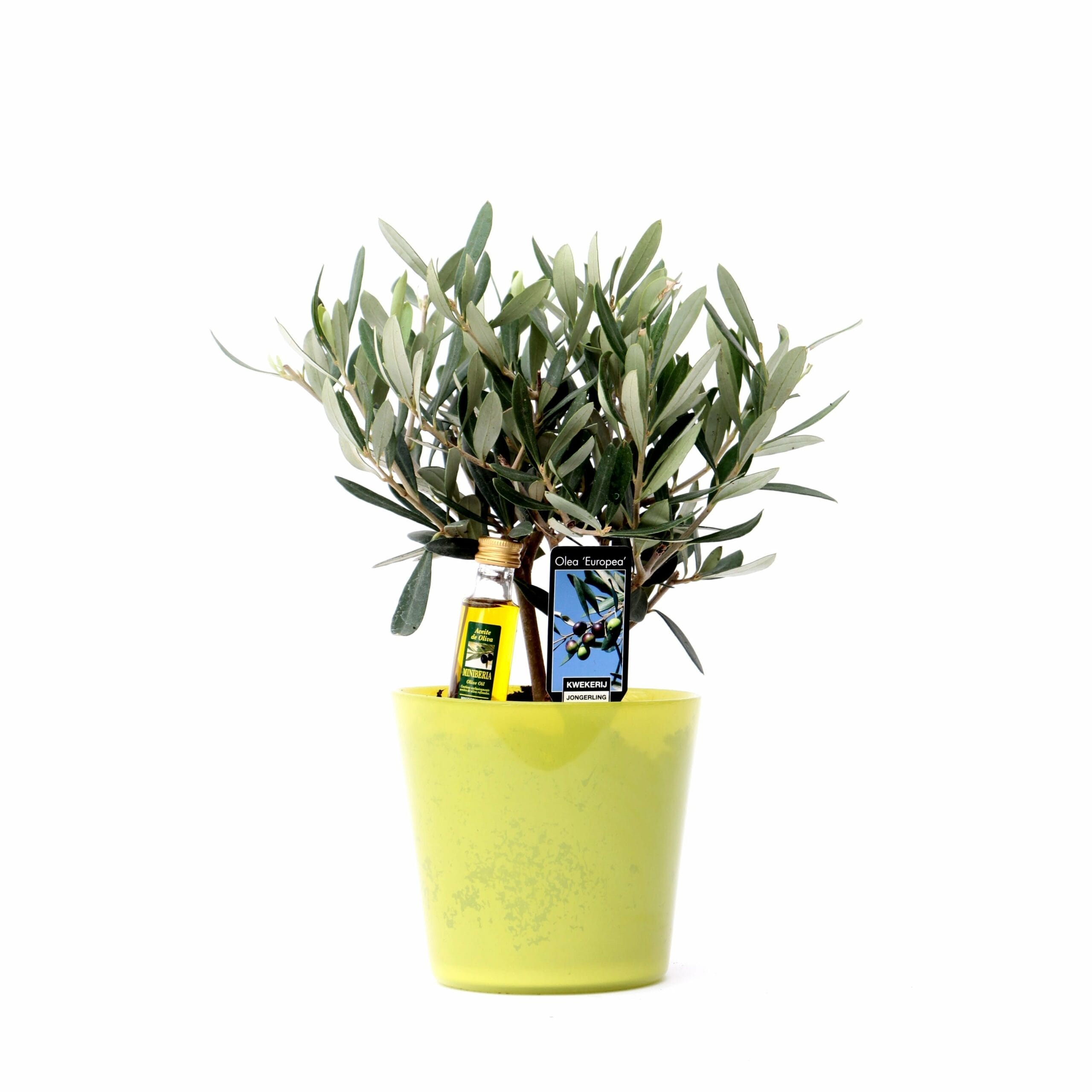 Olijf in Milano Glas (geel) ↑ 25 cm ⌀ 15 cm