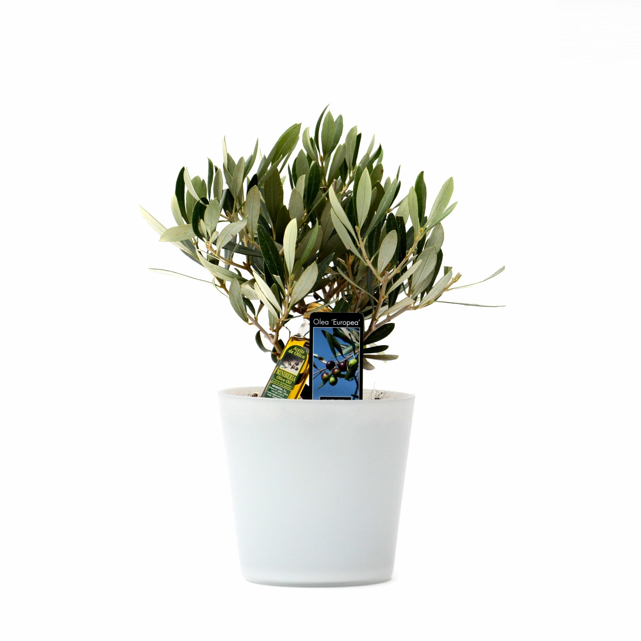 Olijf in Milano Glas (wit) ↑ 25 cm ⌀ 15 cm