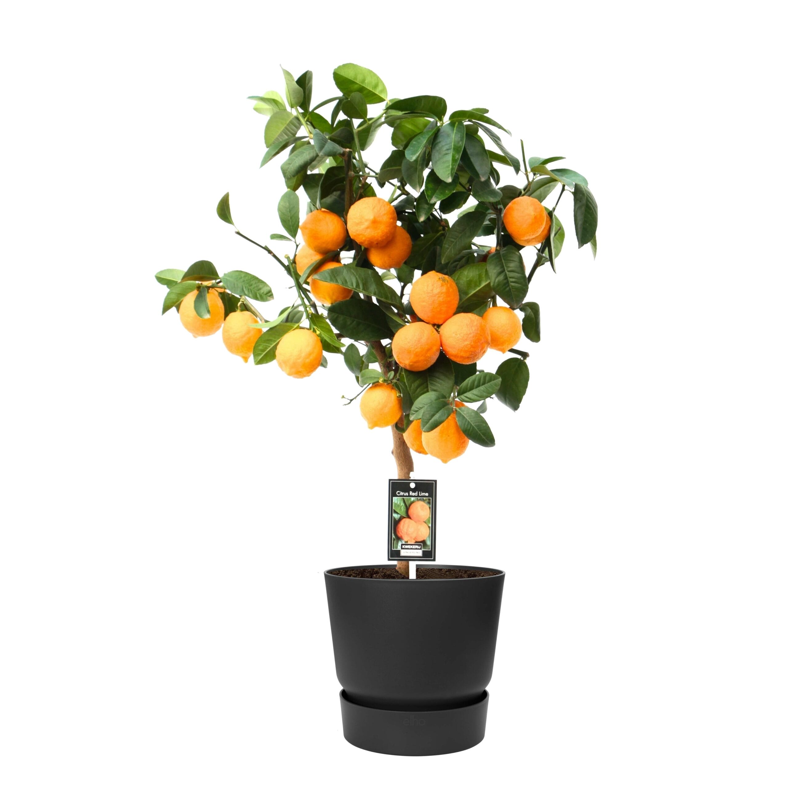 Citrus Red Lime op stam in Elho outdoor sierpot Rond (zwart) ↑ 80 cm ⌀ 22 cm
