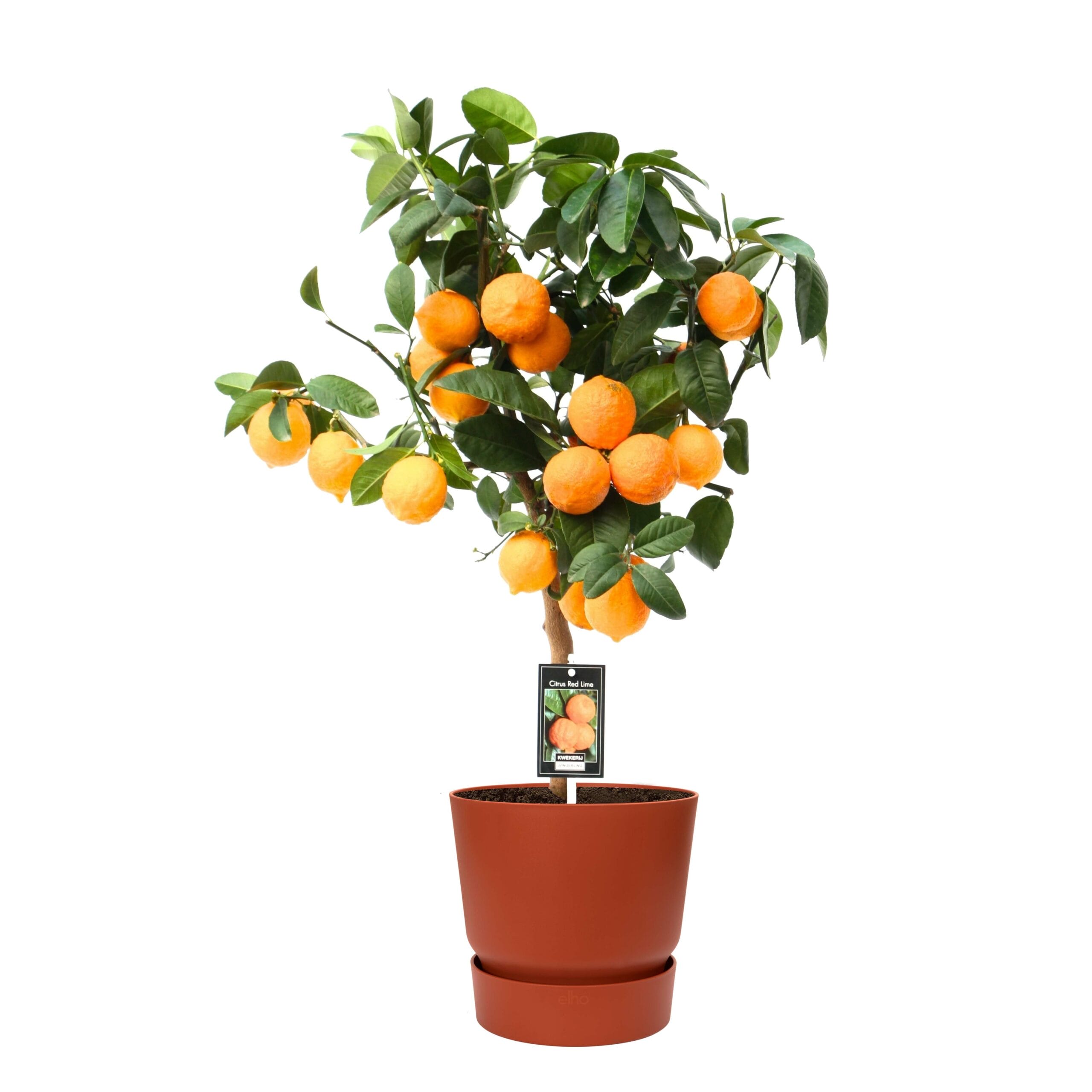 Citrus Red Lime op stam in Elho outdoor sierpot Rond (brique) ↑ 80 cm ⌀ 22 cm
