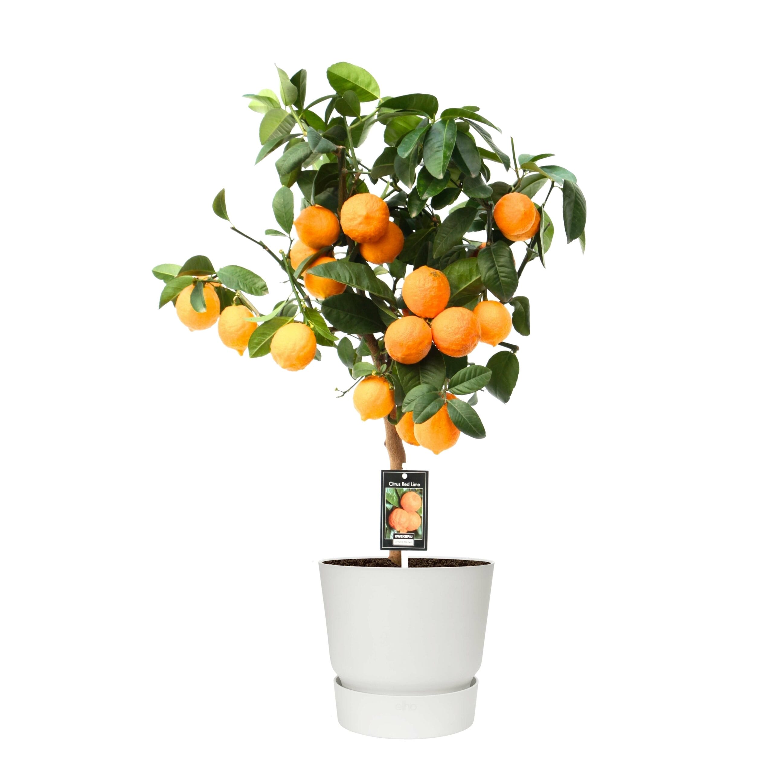 Citrus Red Lime op stam in Elho outdoor sierpot Rond (wit) ↑ 80 cm ⌀ 22 cm