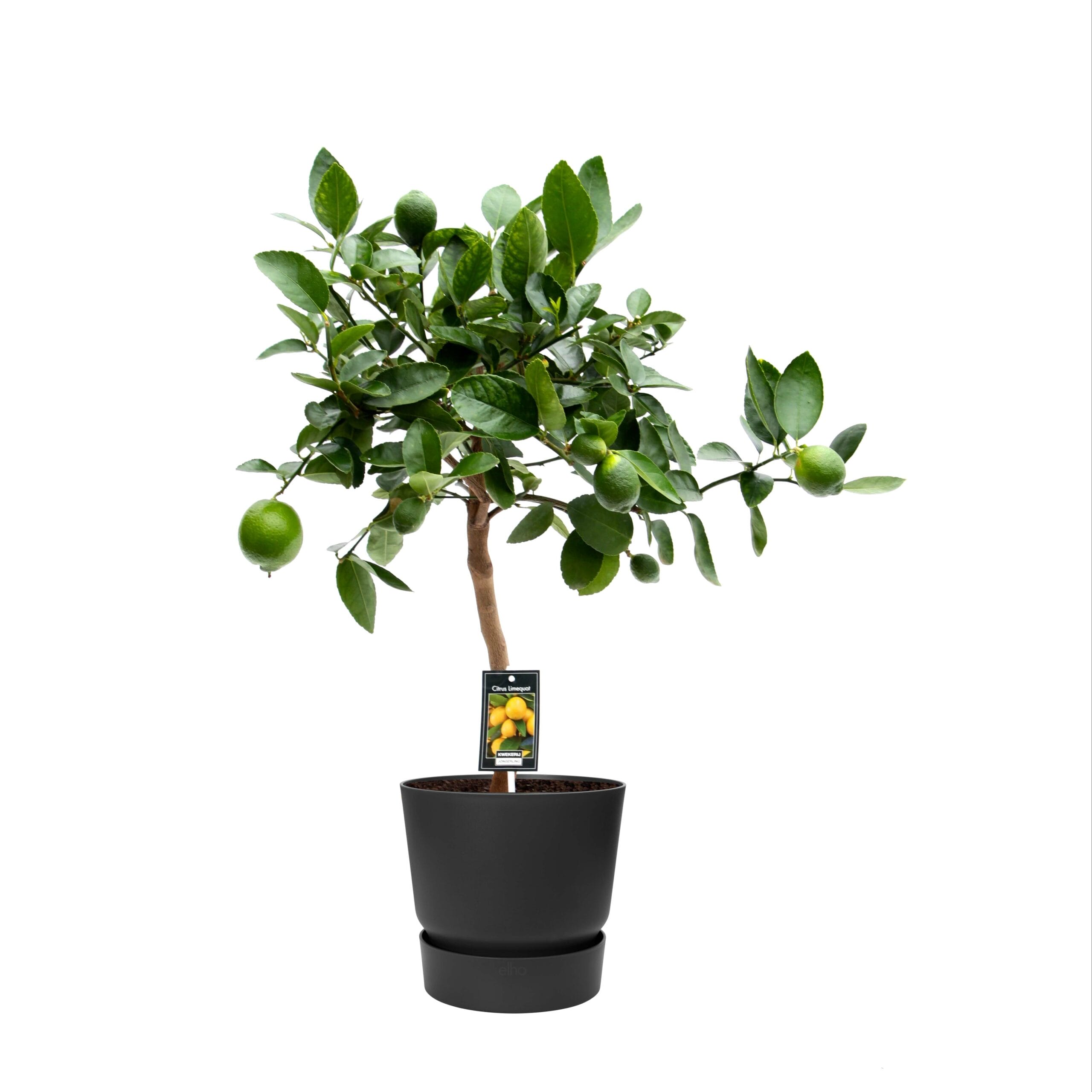 Citrus Lime in Elho outdoor sierpot Rond (zwart) ↑ 80 cm ⌀ 25 cm