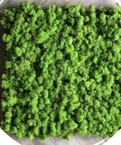 Mospaneel kurk – Limegroen 0