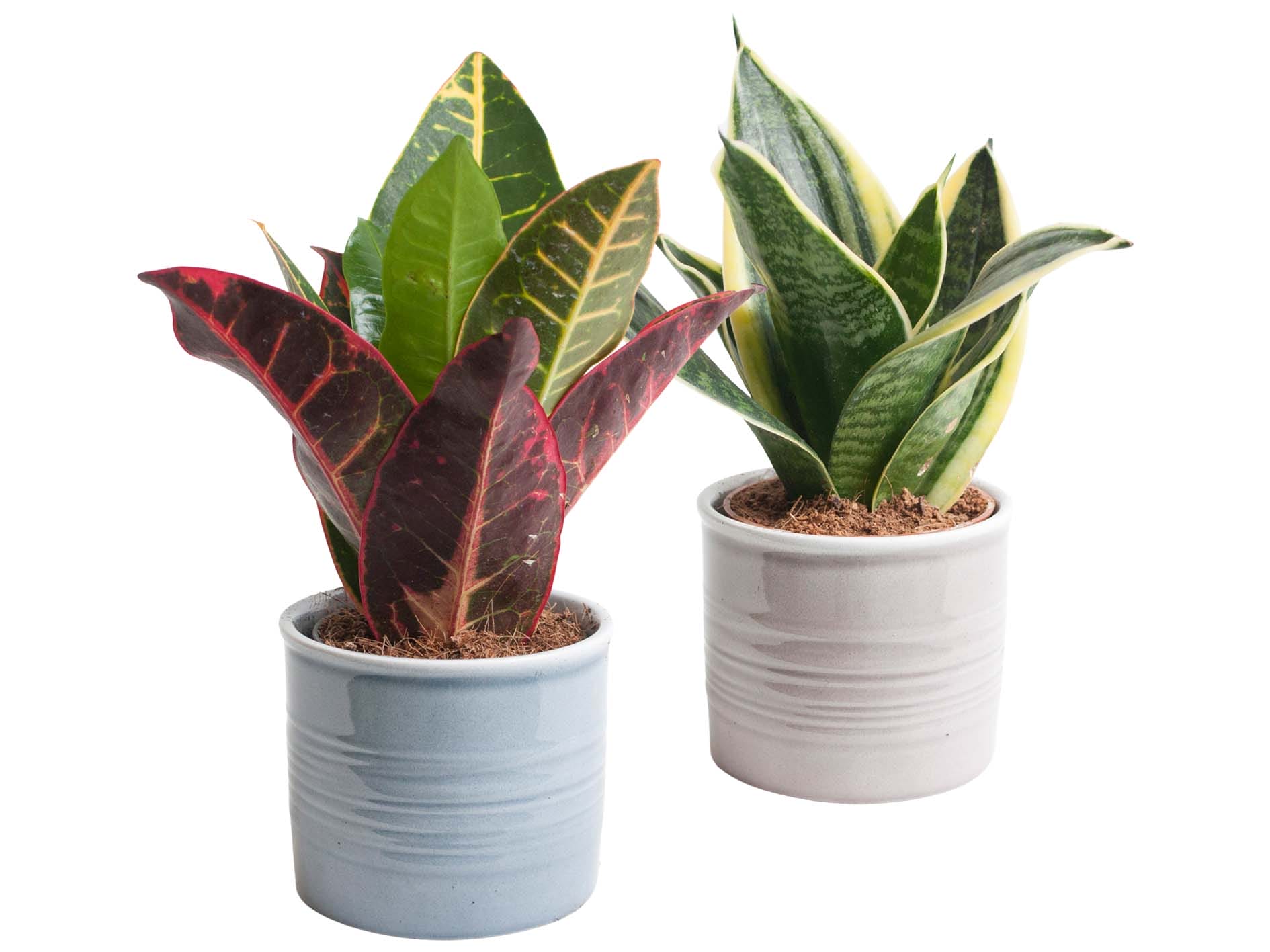 Duo Sansevieria in Laos keramiek
