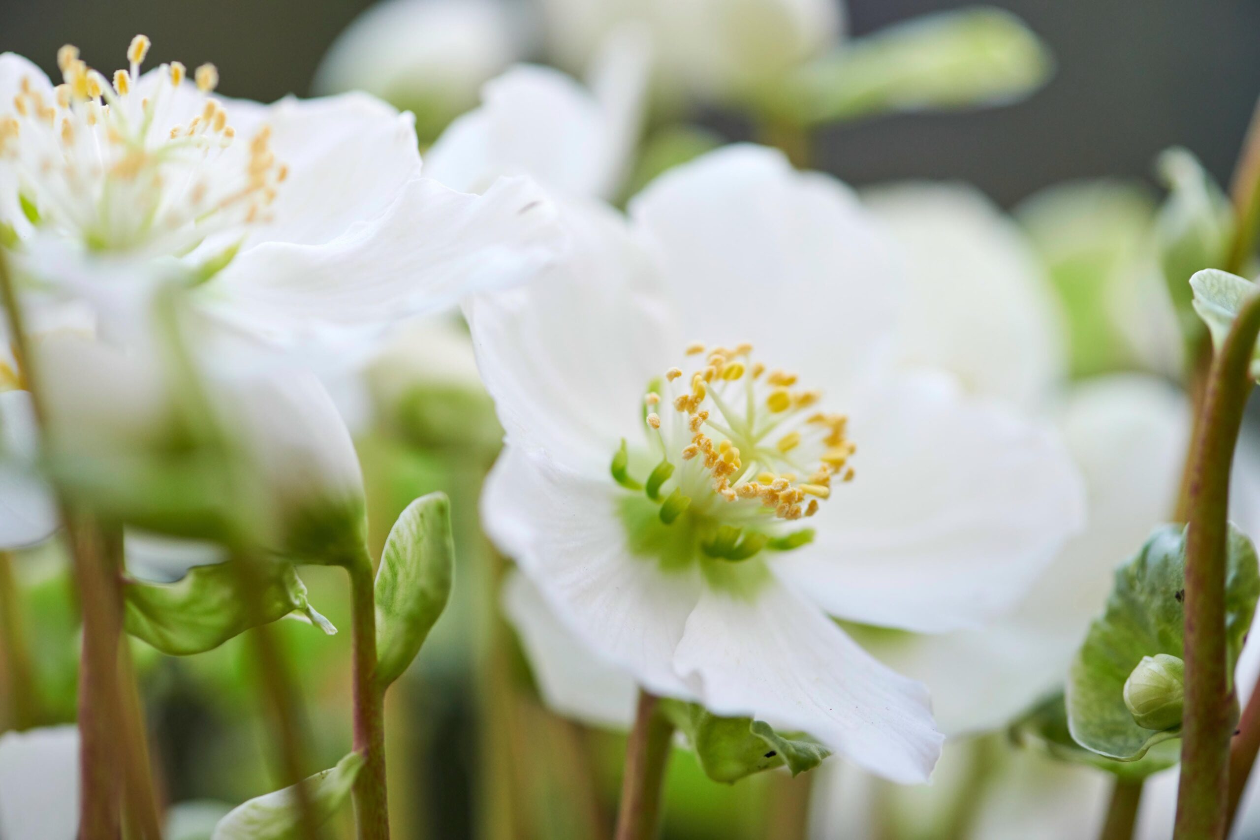 Helleborus (kerstroos) in Elho Green Basics balkonbak (Bladgroen) - 60 cm - Afbeelding 5