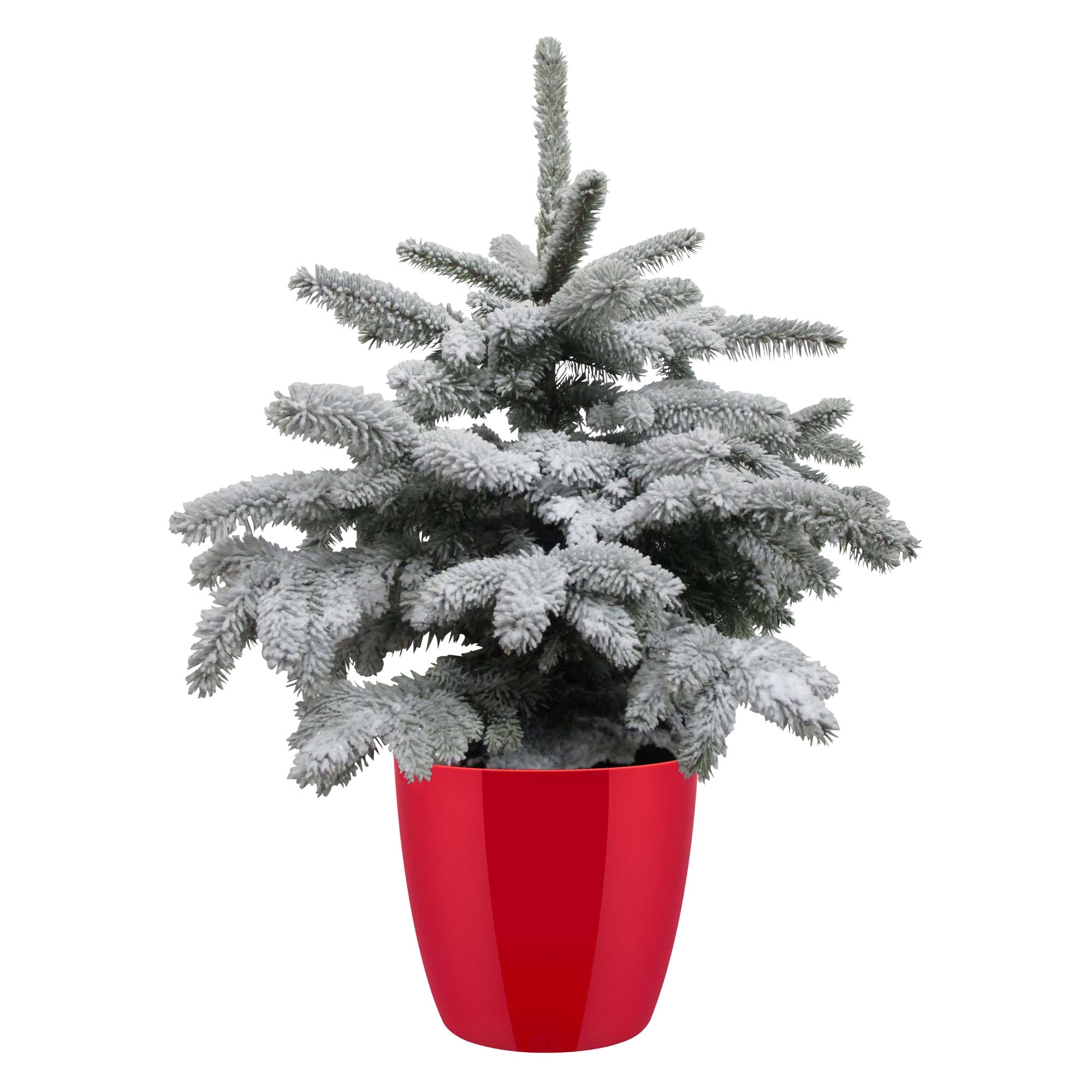 Picea sneeuw in Elho Brussels Diamond Red ↑ 50 cm ⌀ 19 cm