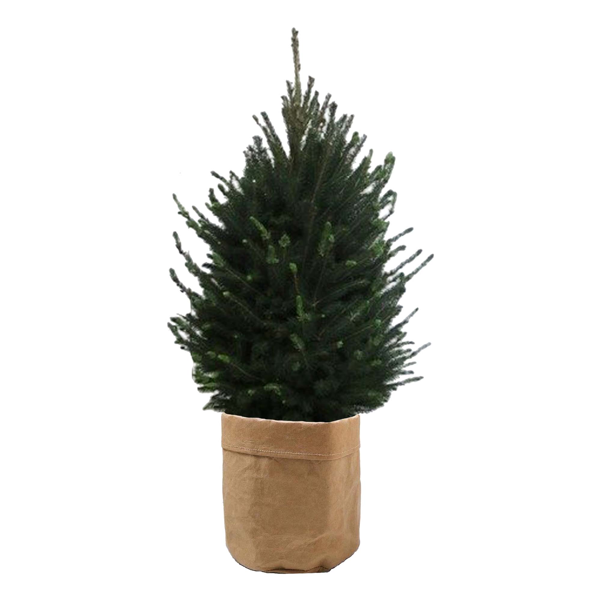 Picea glauca "Super Green" in Sizo bag (natural) ↑ 110 cm ⌀ 28 cm