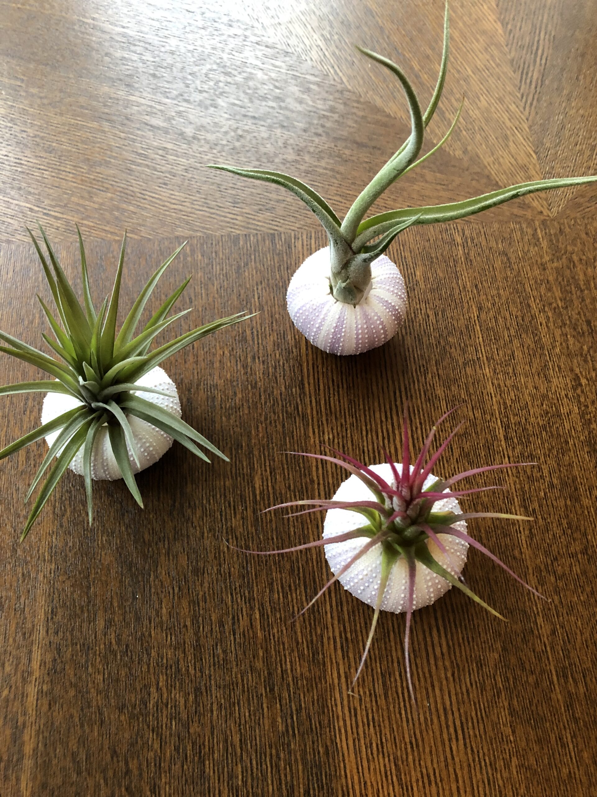 Jellyfish Airplant Medium Luchtplantjes Mix - set van 3 stuks ↑ 15 cm ⌀ 5 cm - Afbeelding 3