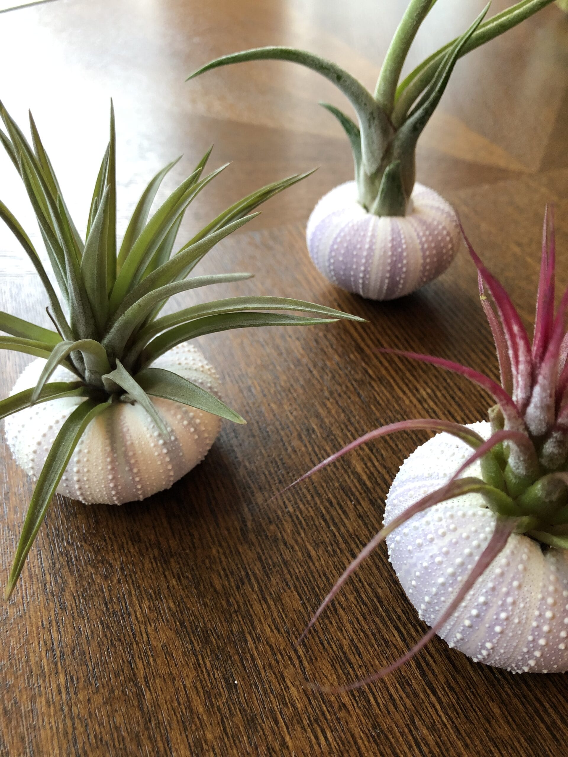 Jellyfish Airplant Medium Luchtplantjes Mix - set van 3 stuks ↑ 15 cm ⌀ 5 cm - Afbeelding 2