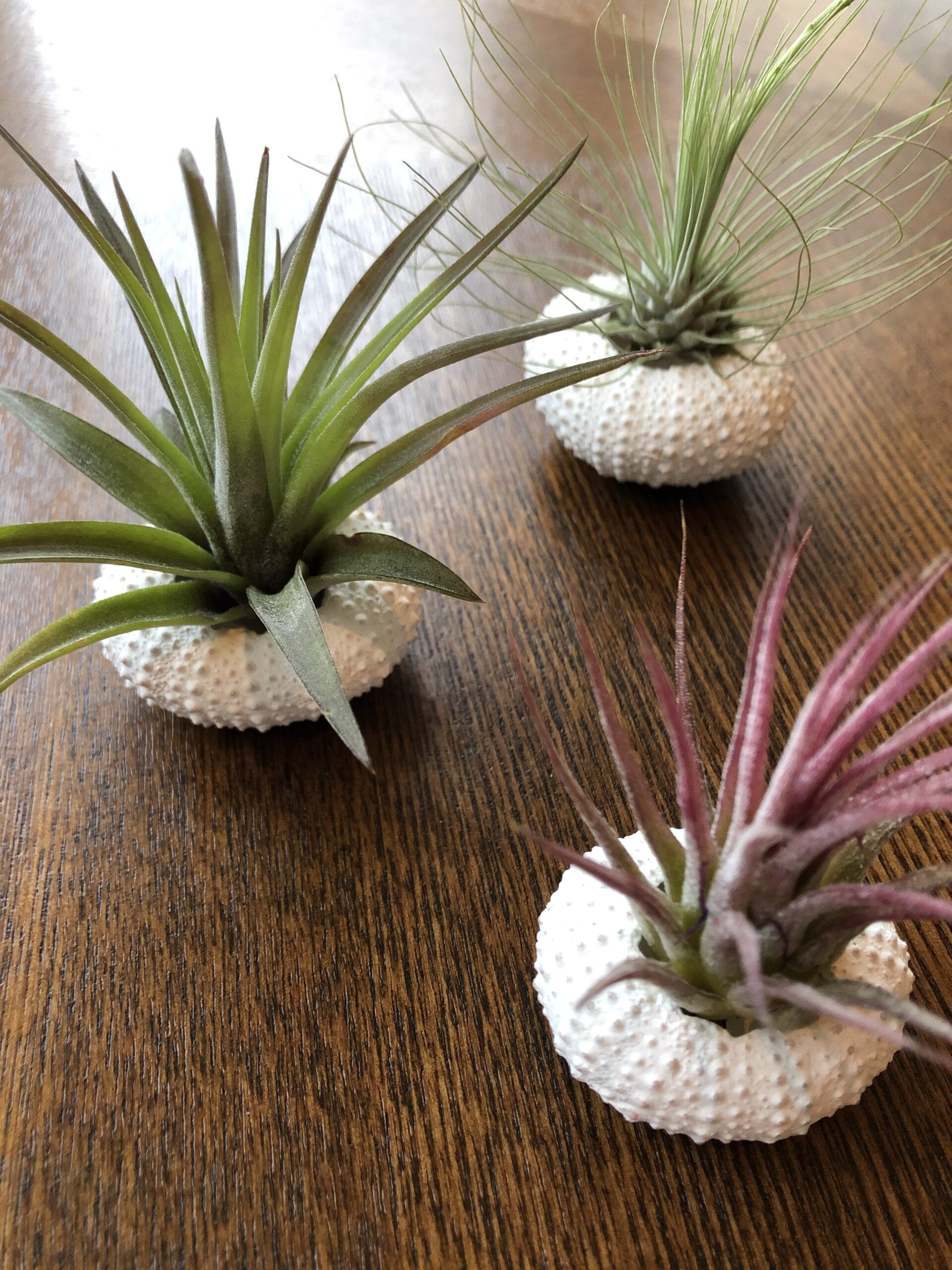 Jellyfish Airplant Small Luchtplantjes Mix - set van 3 stuks ↑ 15 cm ⌀ 3 cm - Afbeelding 2