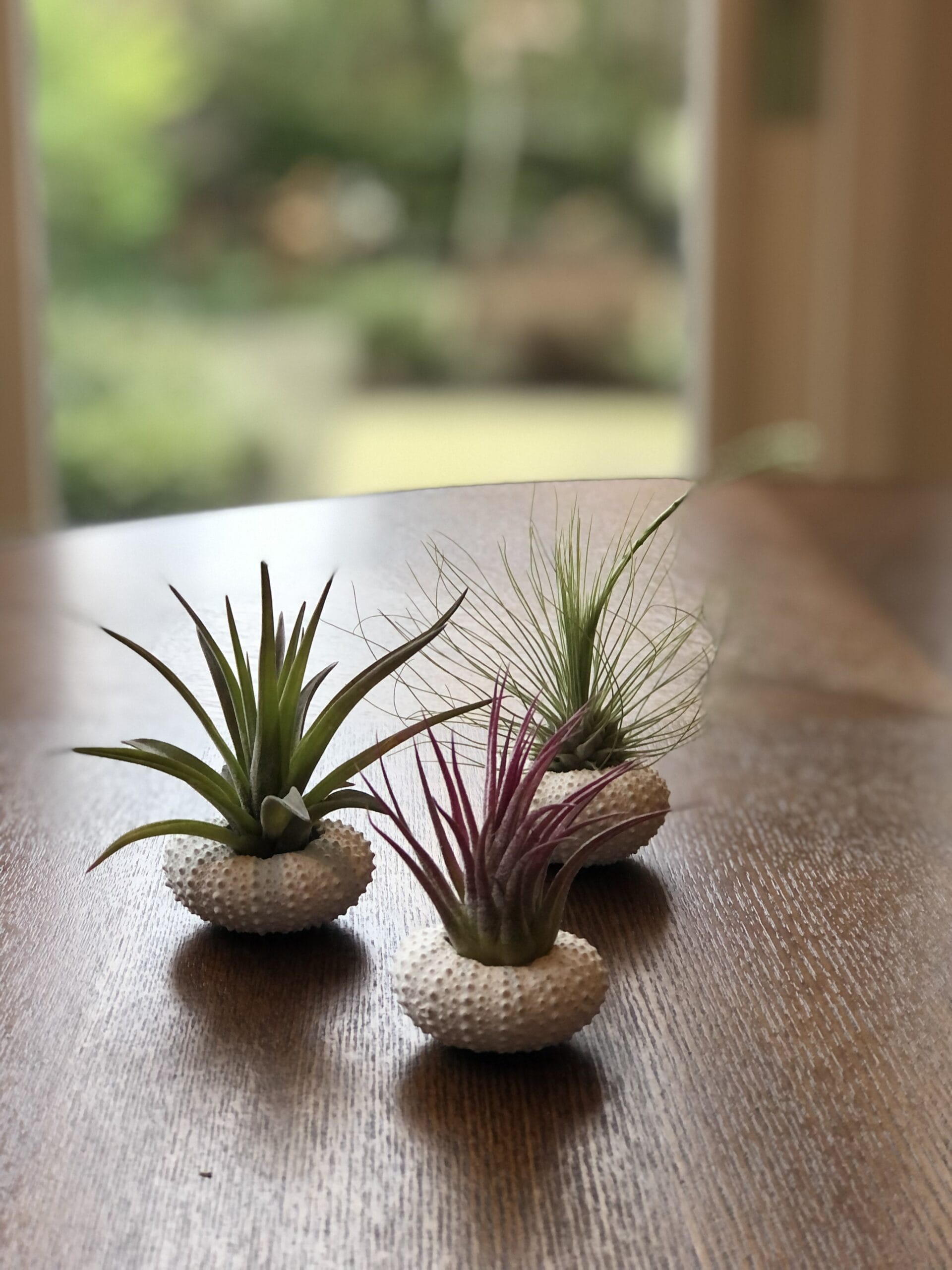 Jellyfish Airplant Small Luchtplantjes Mix - set van 3 stuks ↑ 15 cm ⌀ 3 cm