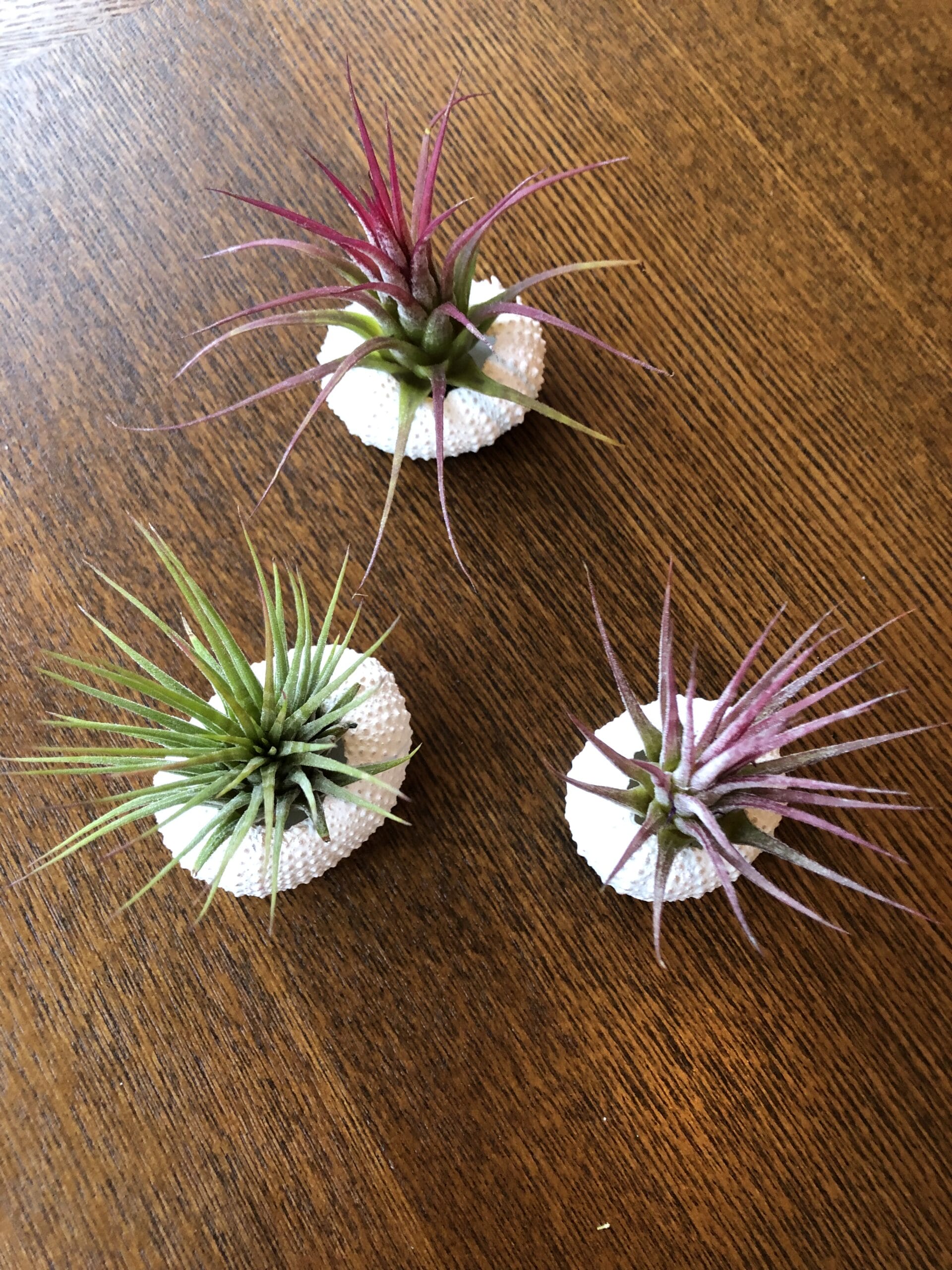Jellyfish Airplant Small Ionantha Mix - set van 3 stuks ↑ 10 cm ⌀ 3 cm - Afbeelding 3