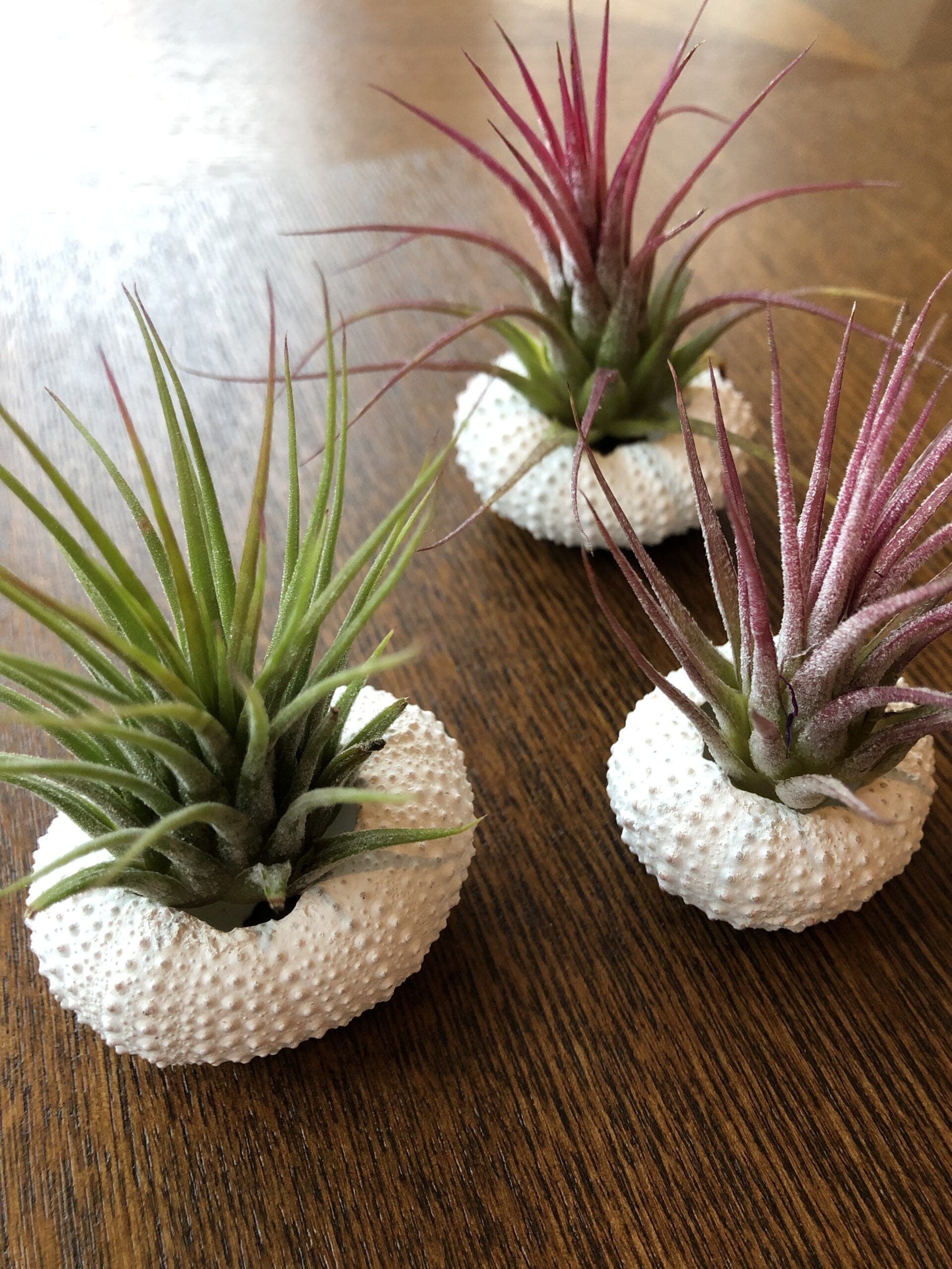 Jellyfish Airplant Small Ionantha Mix - set van 3 stuks ↑ 10 cm ⌀ 3 cm - Afbeelding 2