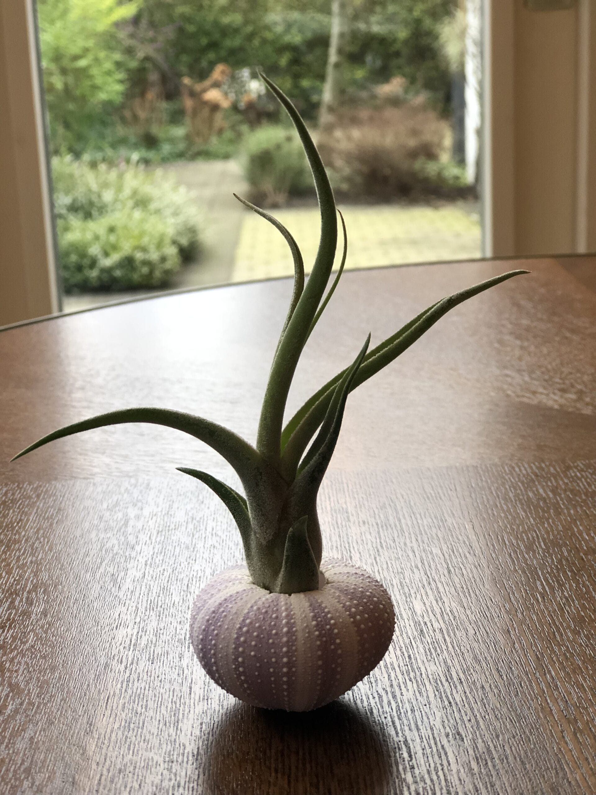 Jellyfish Airplant Medium met Tillandsia Caput Medusae ↑ 10 cm ⌀ 5 cm - Afbeelding 2