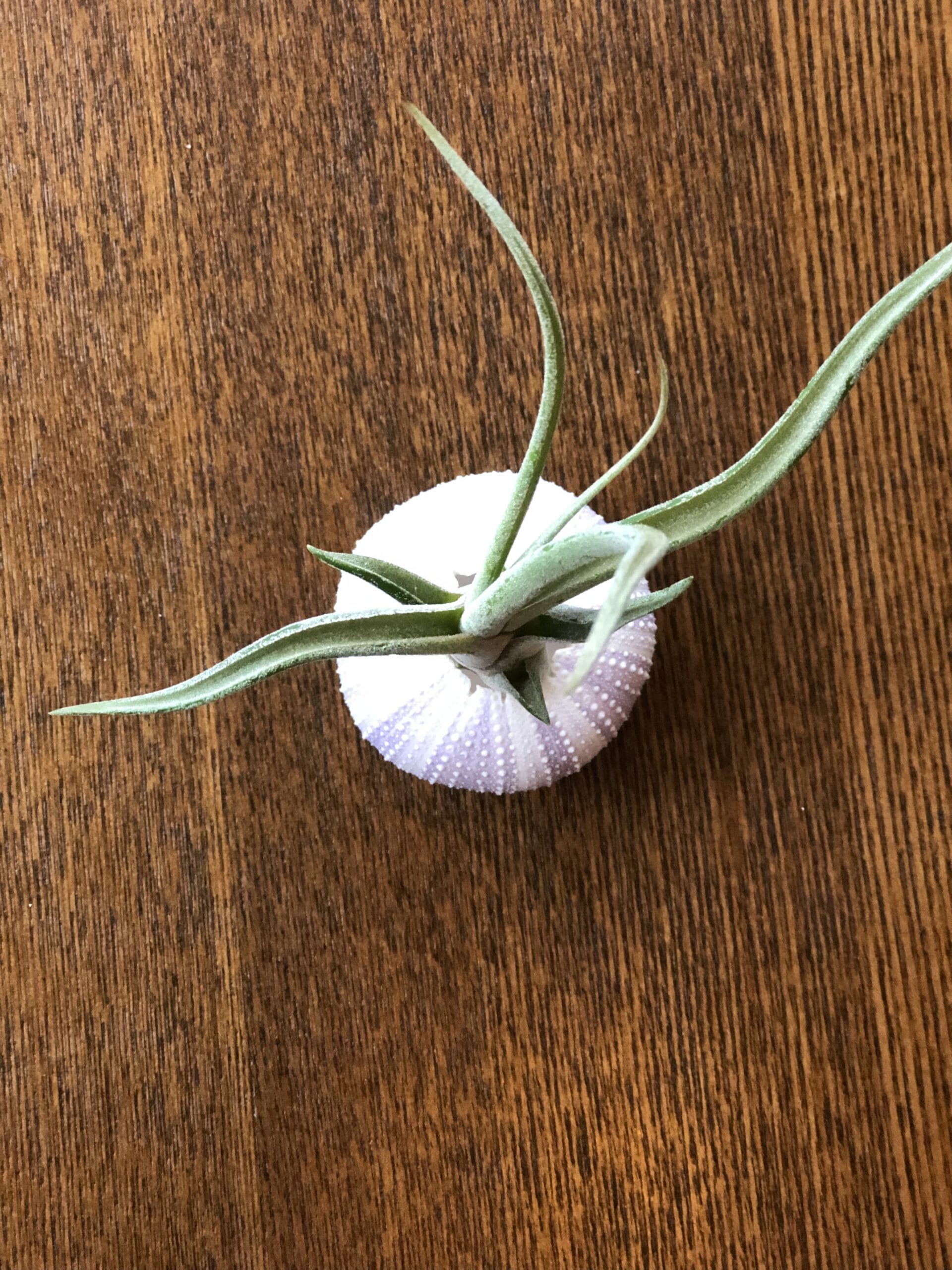 Jellyfish Airplant Medium met Tillandsia Caput Medusae ↑ 10 cm ⌀ 5 cm - Afbeelding 3