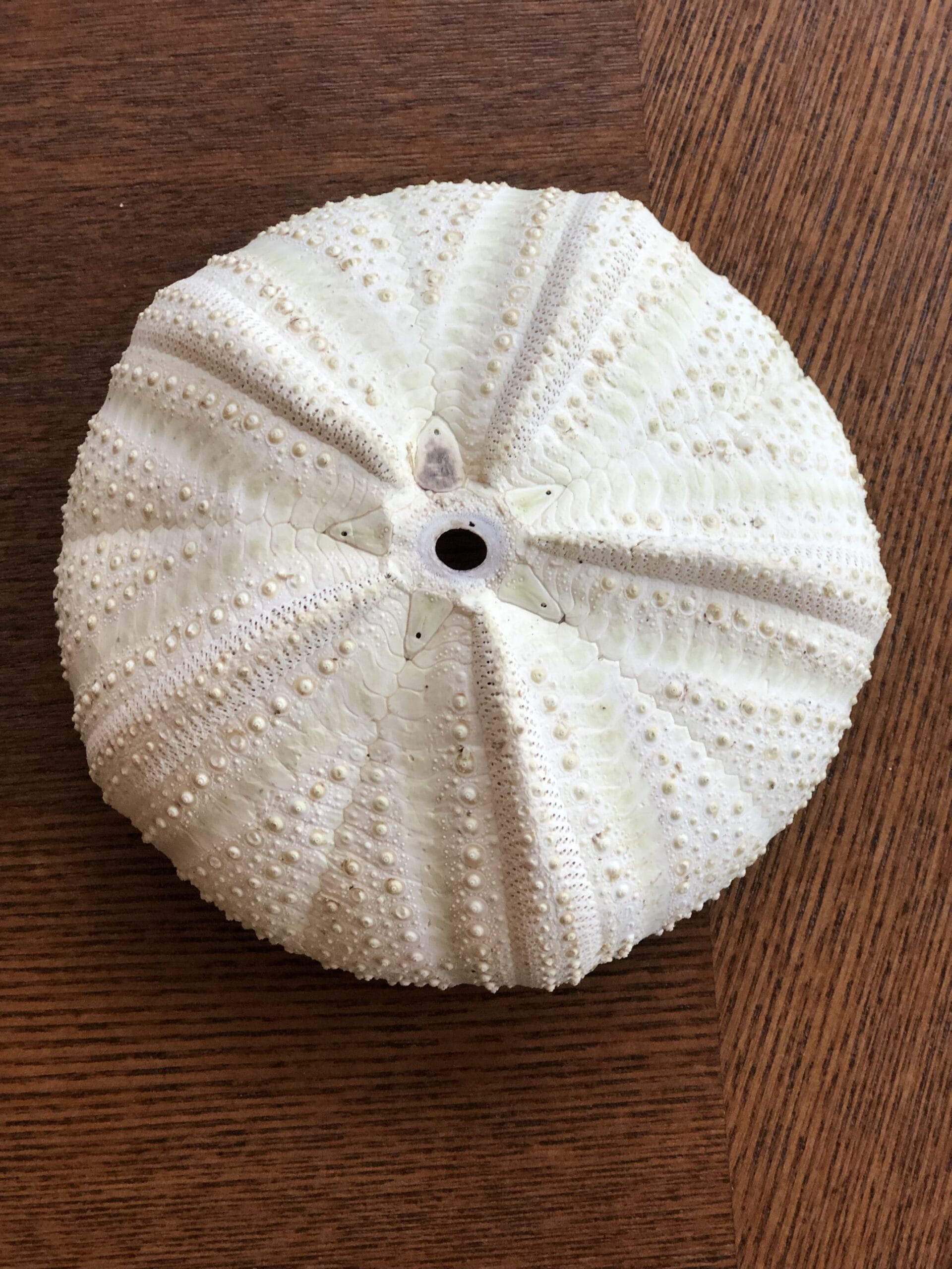 Jellyfish Giant Groen (zee-egel) ⌀ 14 cm