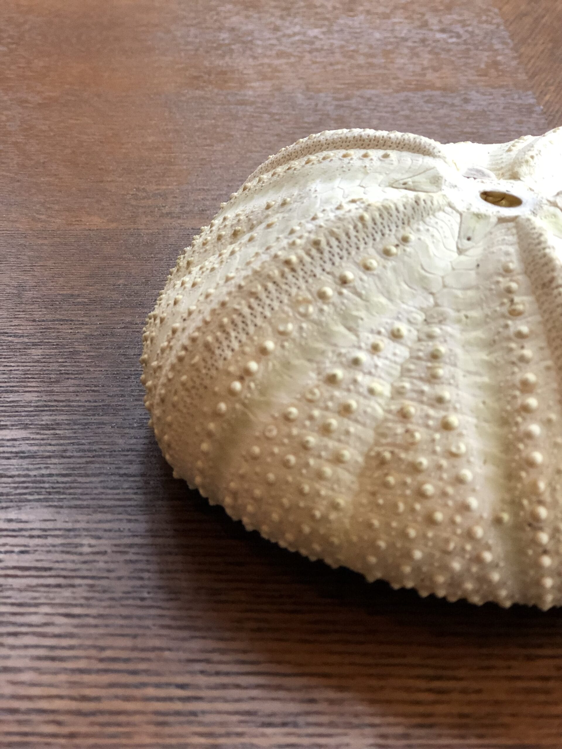 Jellyfish Giant Groen (zee-egel) ⌀ 14 cm - Afbeelding 2