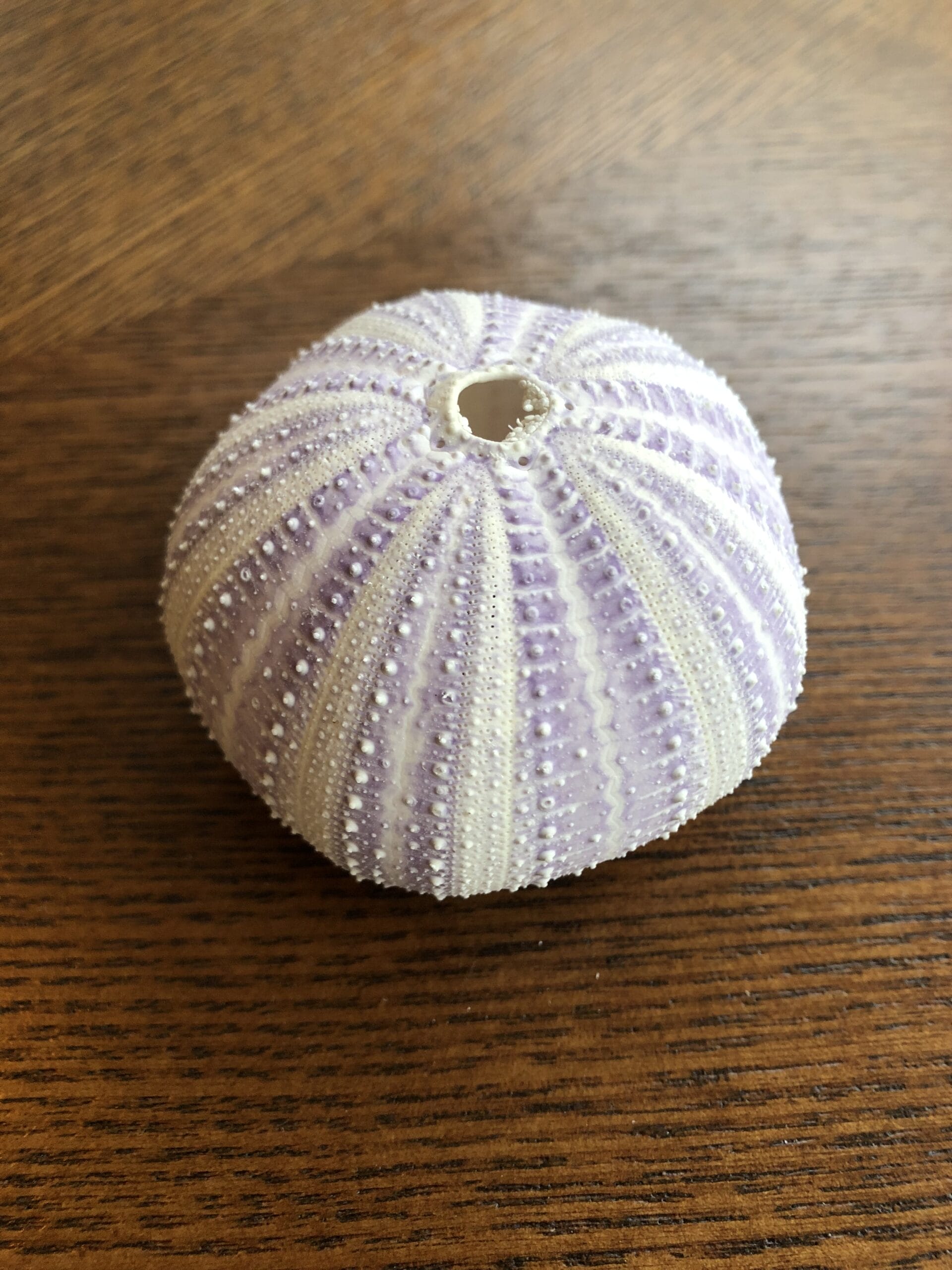 Jellyfish Medium Wit / Violet (zee-egel) ⌀ 5 cm