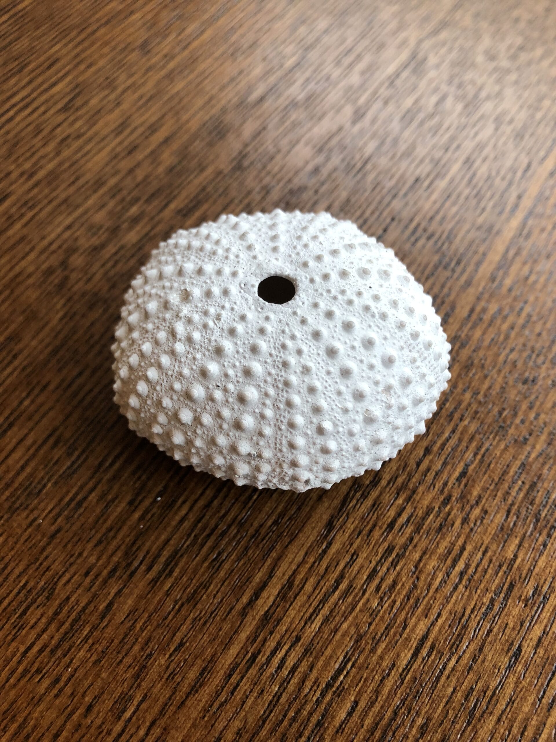 Jellyfish Small Wit (zee-egel) ⌀ 3 cm