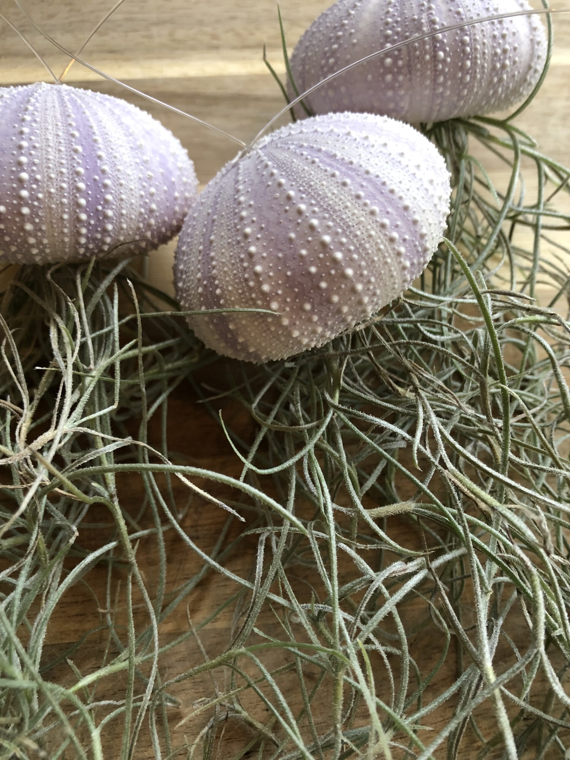 Jellyfish Airplant Medium (zee-egel tillandsia) met spaans mos ↑ 25 cm ⌀ 5 cm - Afbeelding 2