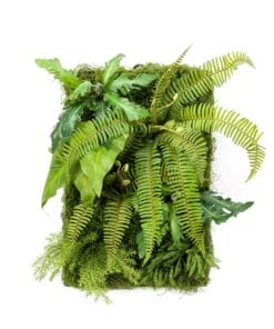 living wall verticale tuin groene plantenwand