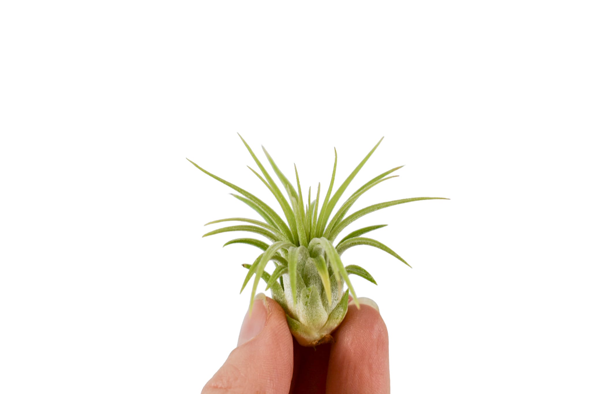 Tillandsia Ionantha Baby ↑ 4 cm ⌀ 3 cm