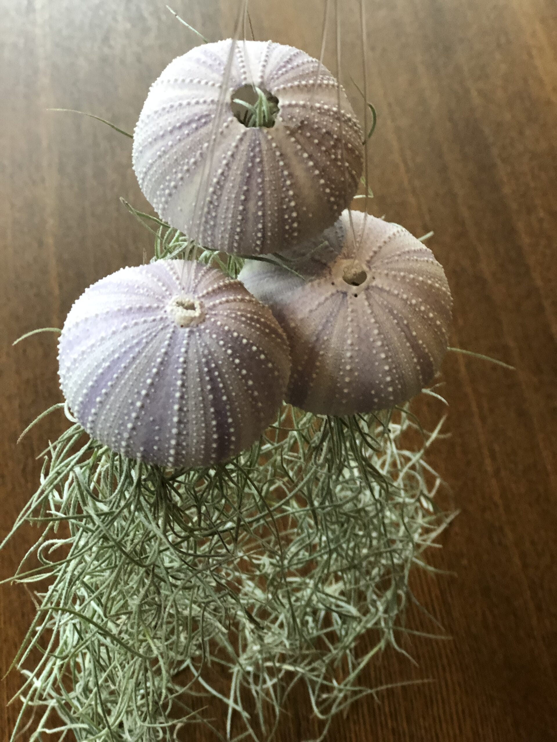 Jellyfish Airplant Medium set van 3 (zee-egel tillandsia) met spaans mos ↑ 25 cm ⌀ 5 cm - Afbeelding 2