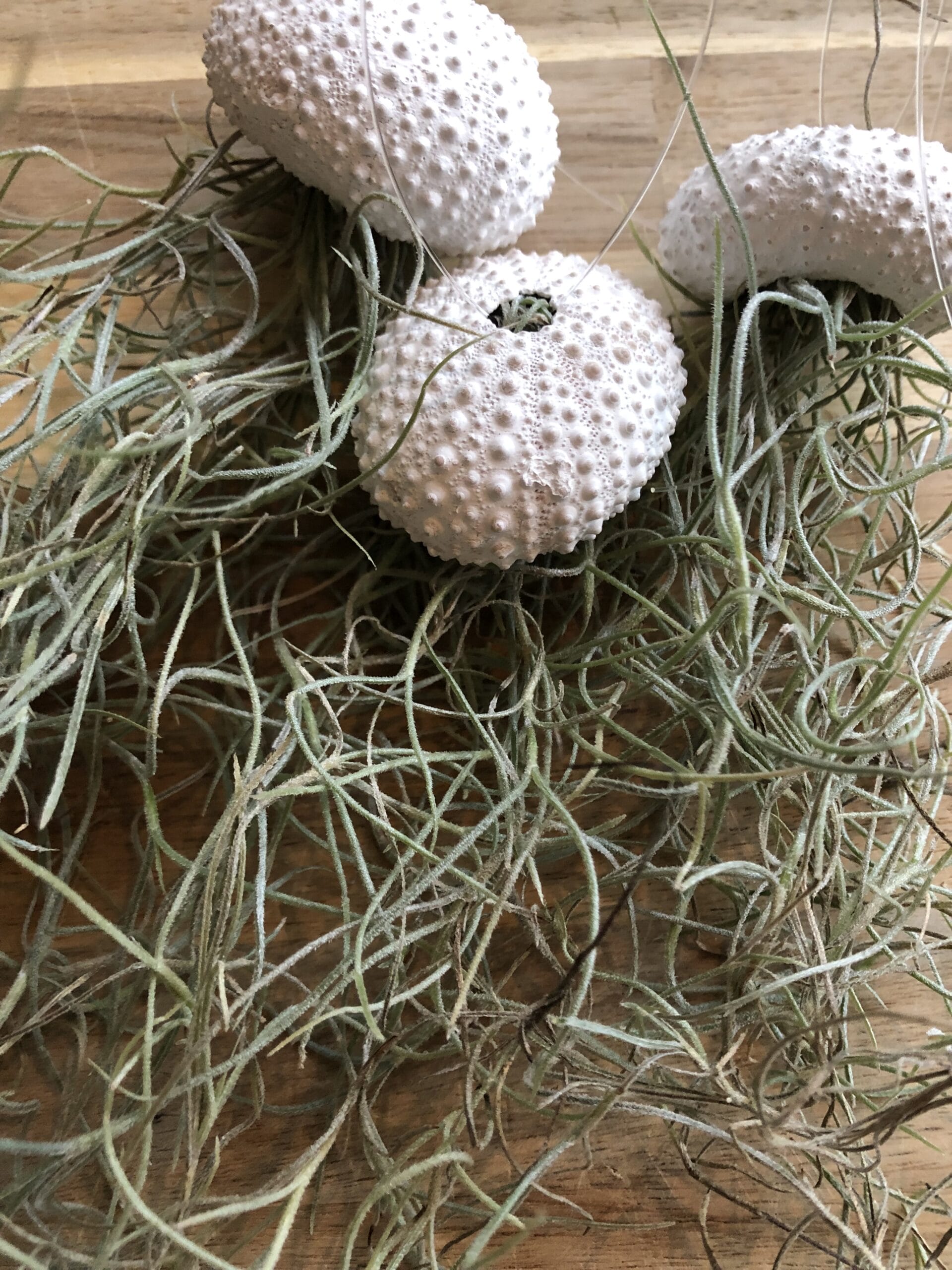 Jellyfish Airplant Small set van 3 (zee-egel tillandsia) met spaans mos ↑ 25 cm ⌀ 3 cm - Afbeelding 3